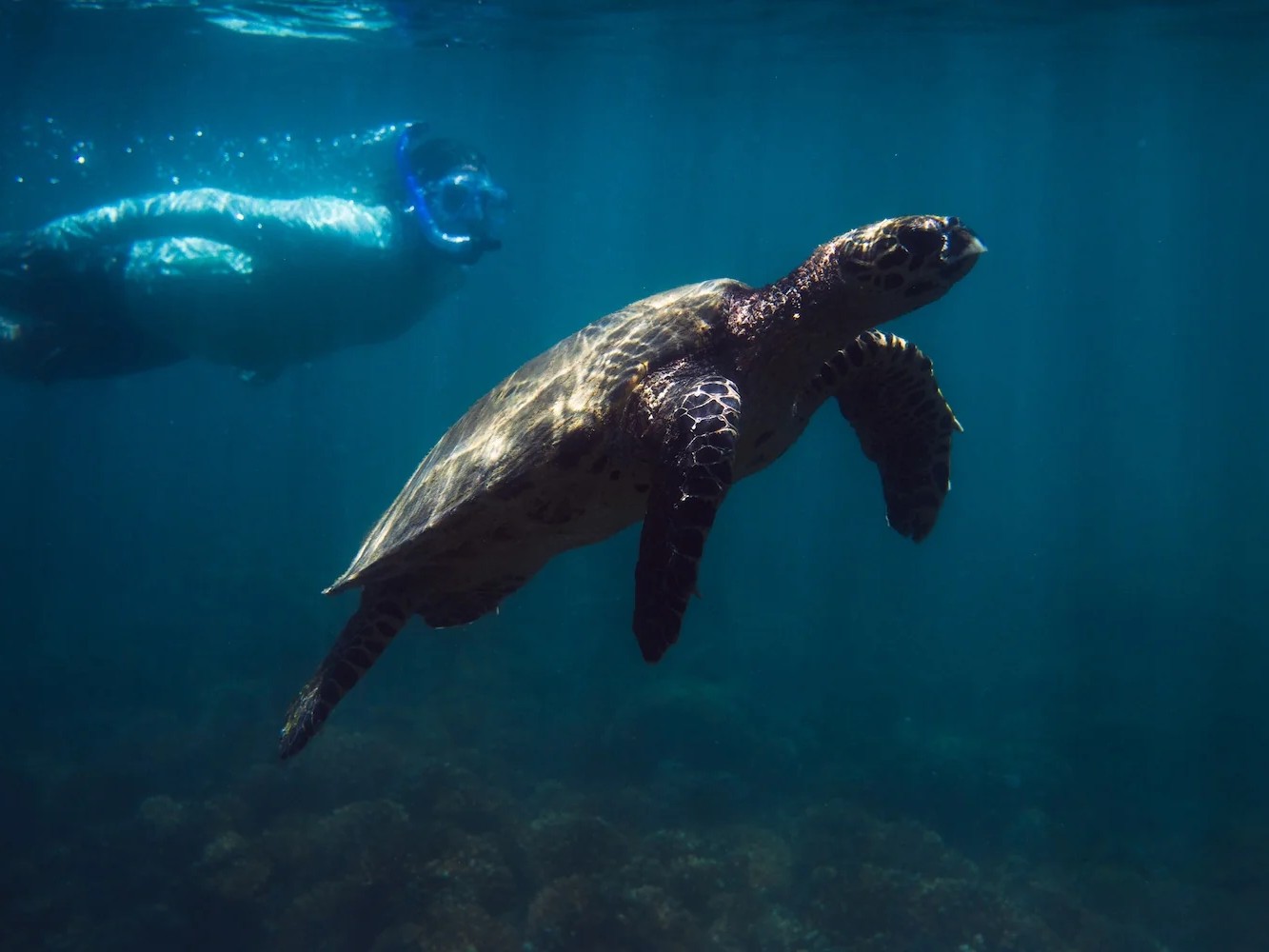 A snorkeler swims alongside a hawksbill sea turtle in the clear waters off Islas Secas, Panama.