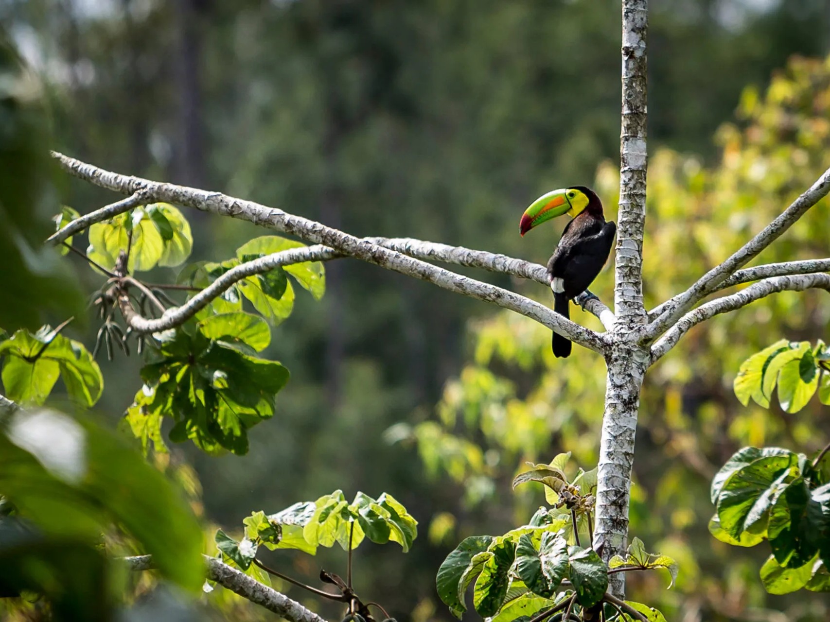 A keel-billed toucan perches on a branch in the Belizean rainforest canopy.