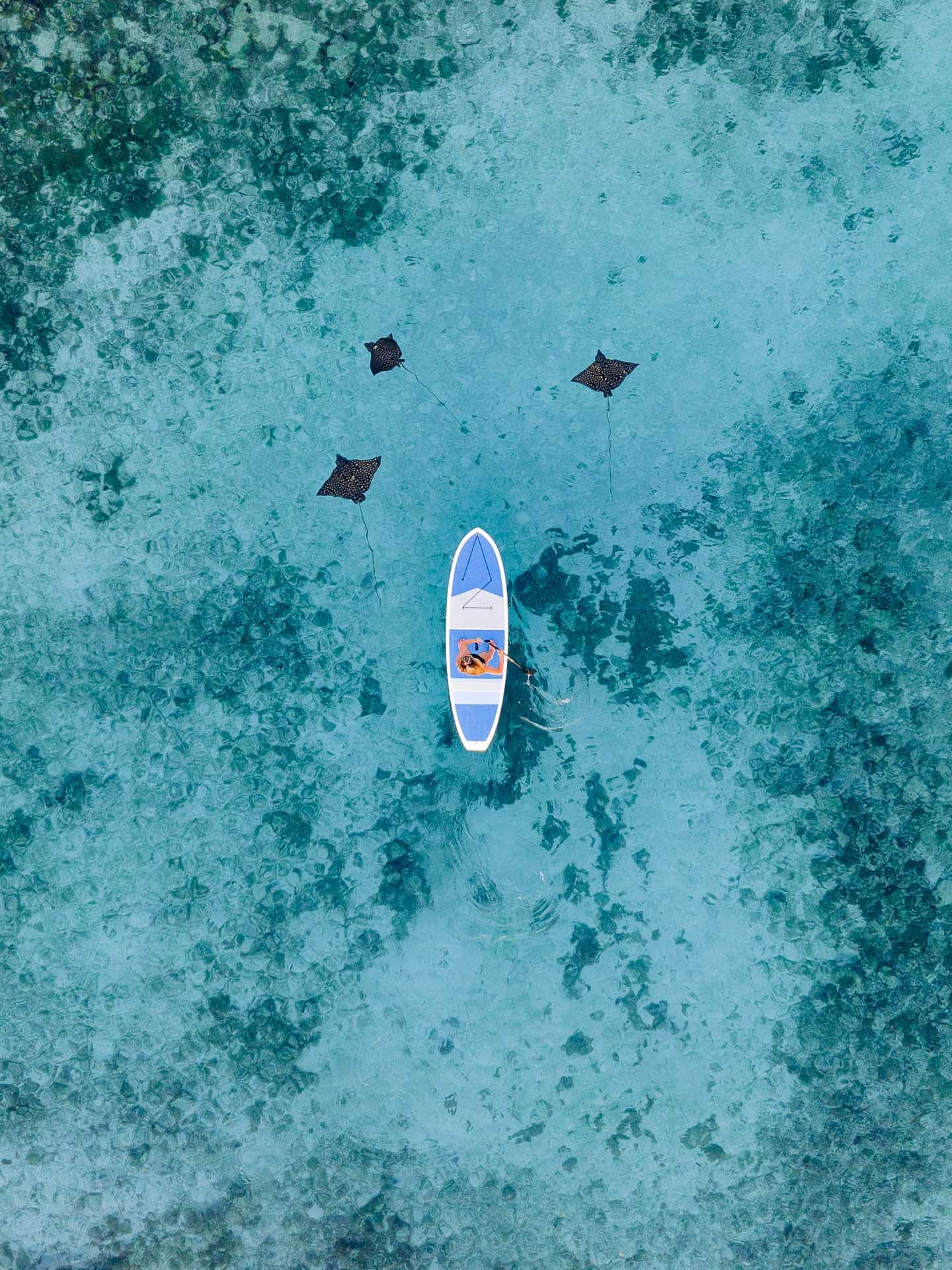 Aerial view of a paddleboarder gliding over eagle rays in Ray Caye's clear waters.