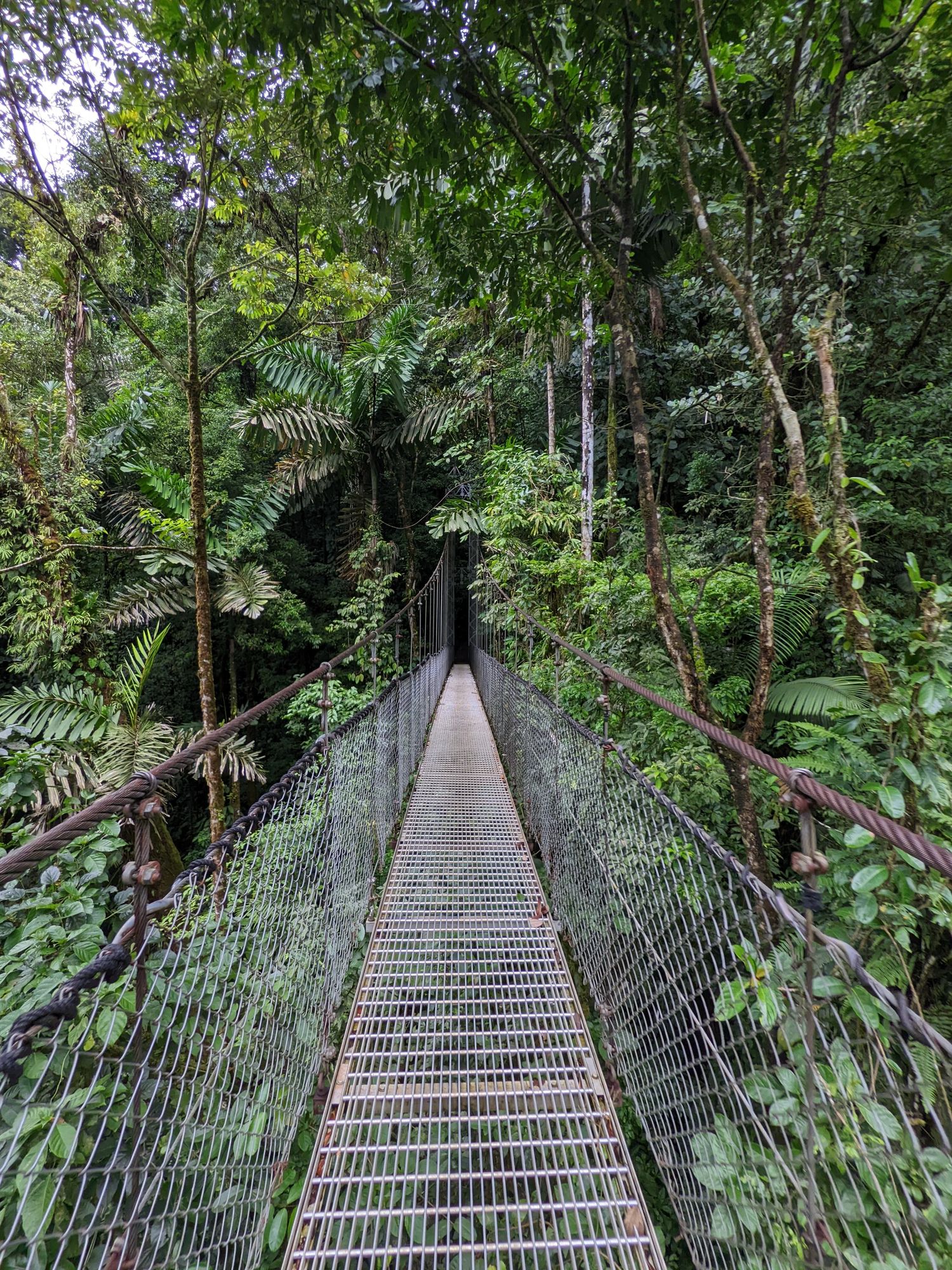 A metal suspension bridge stretches through the dense rainforest canopy near Arenal, disappearing into a tunnel of green foliage.