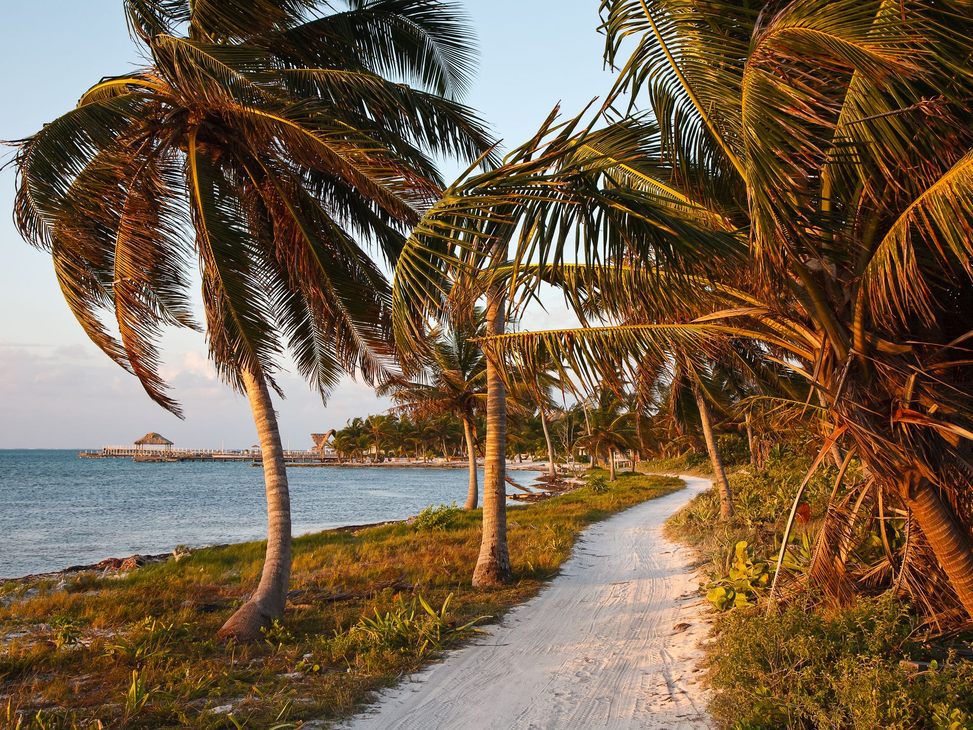 A sandy path lined with wind-swept palm trees along a Belize beach at sunset.