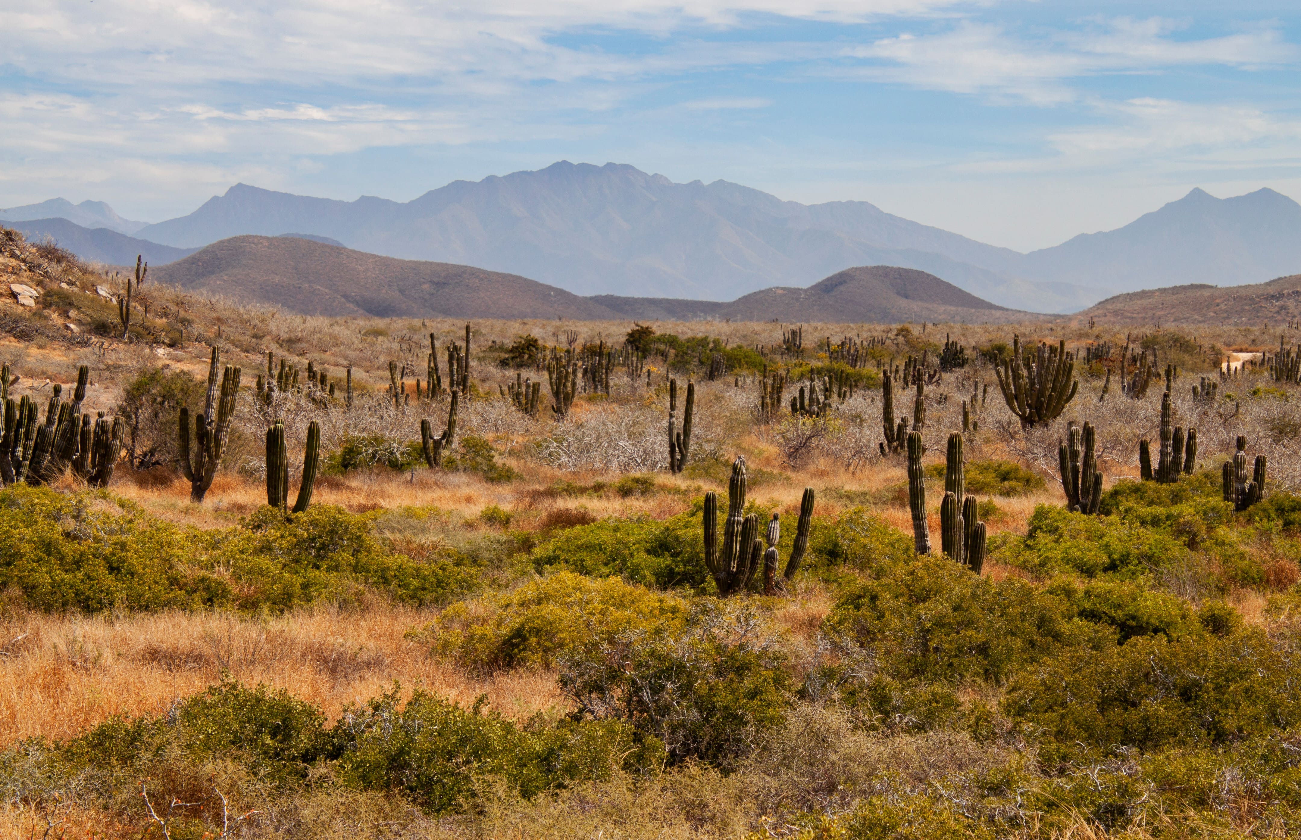 Todos Santos Mexico cactus