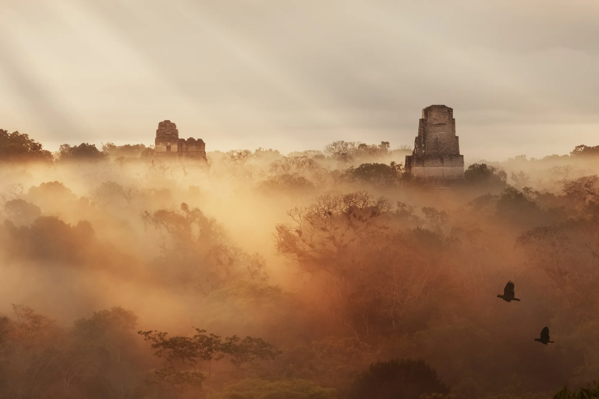 Mist-covered jungle with ancient stone temples rising above trees during a golden sunrise.