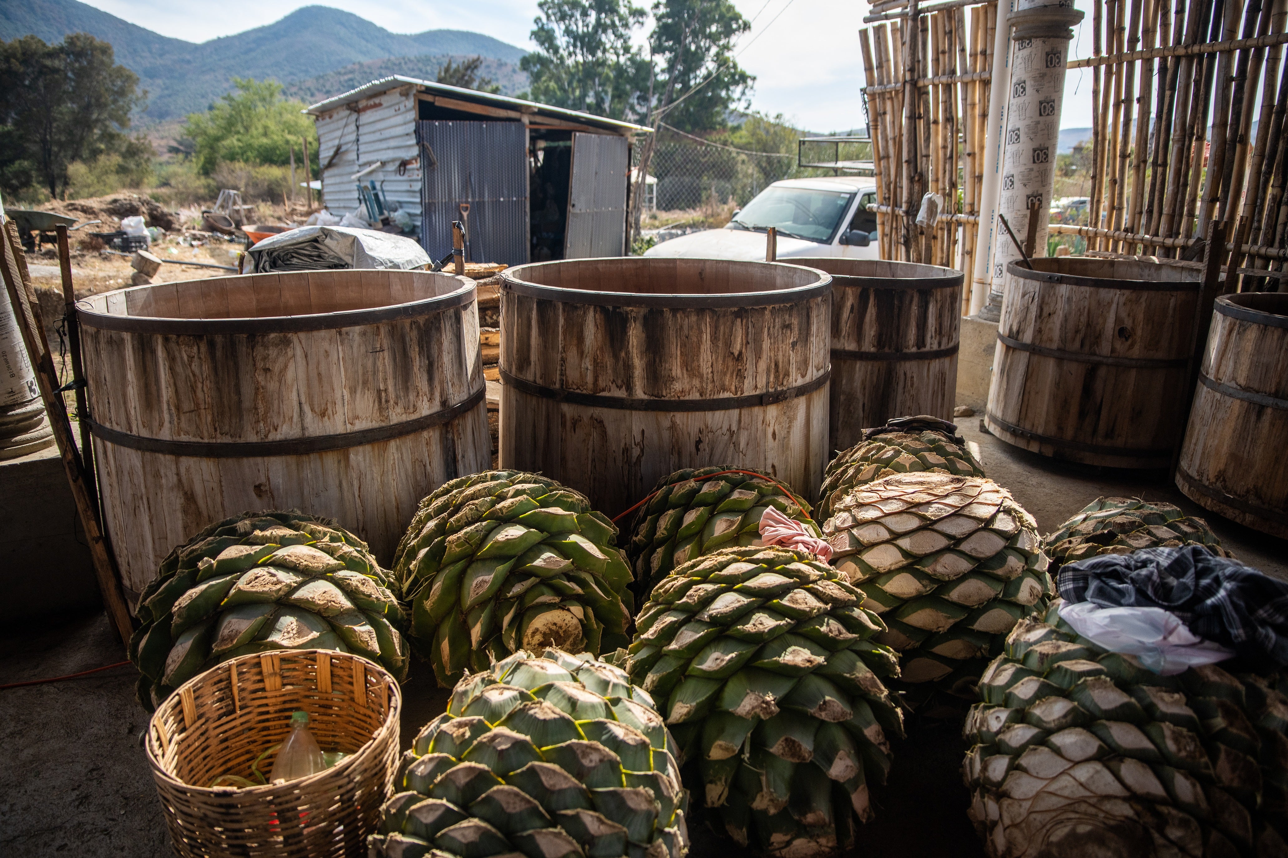 Oaxaca agave smoking Mexico