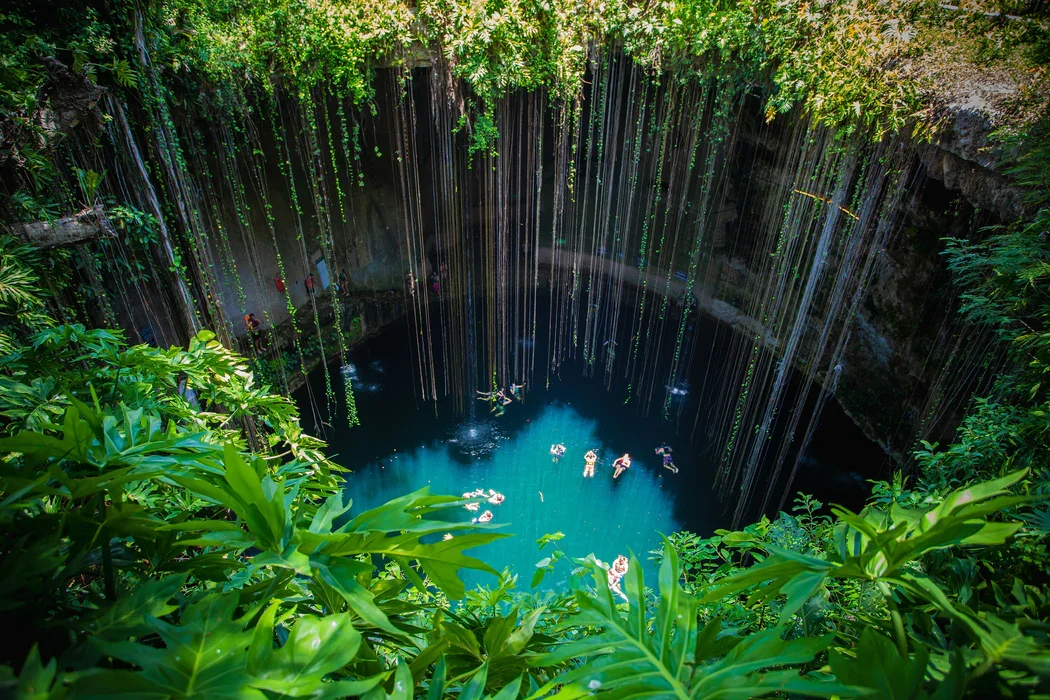 People swimming in a natural cenote pool surrounded by hanging vines and lush greenery above. Mexico.