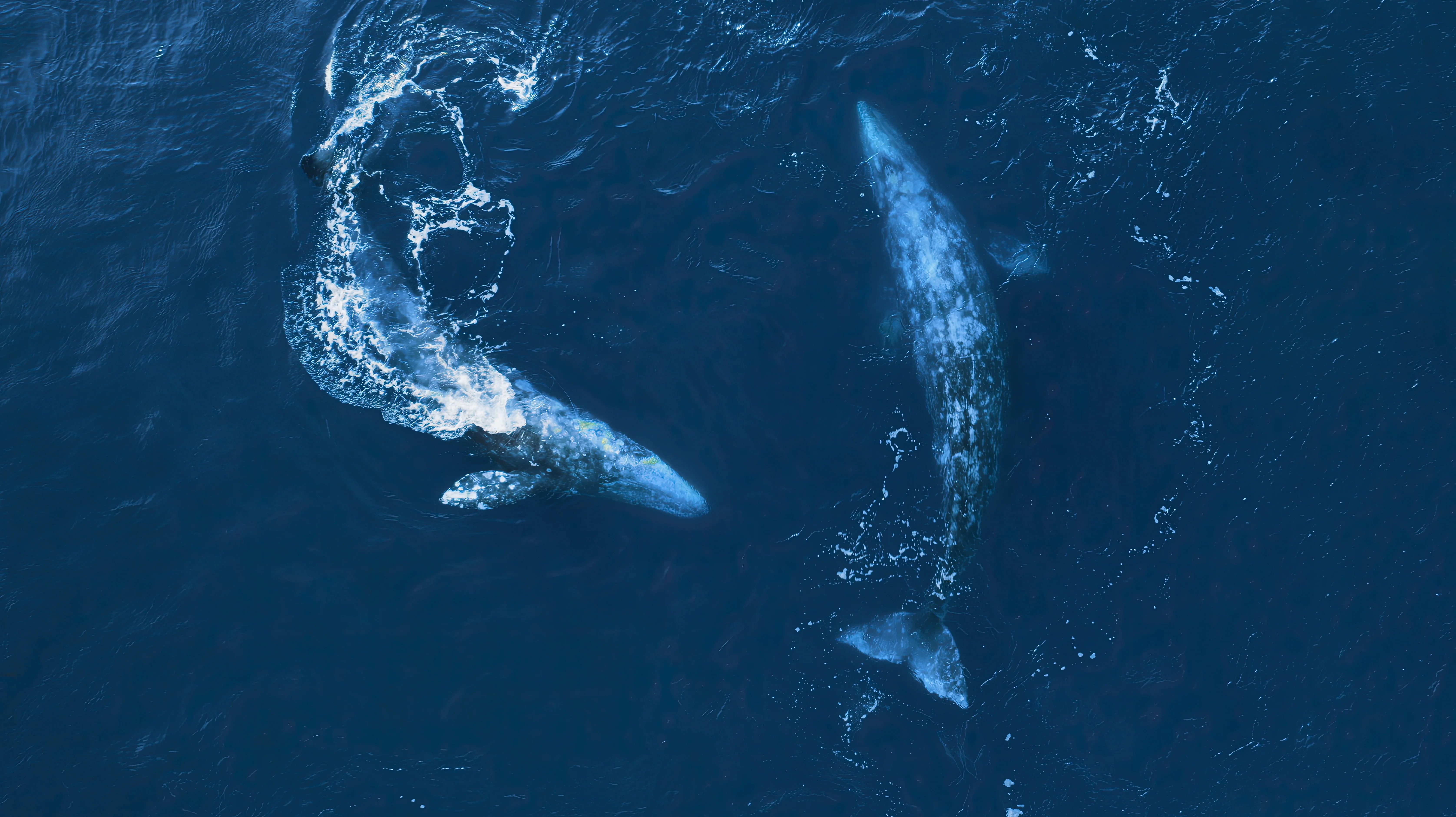 Two grey whales swimming underwater in deep blue ocean creating white water trails. Baja California, Mexico.