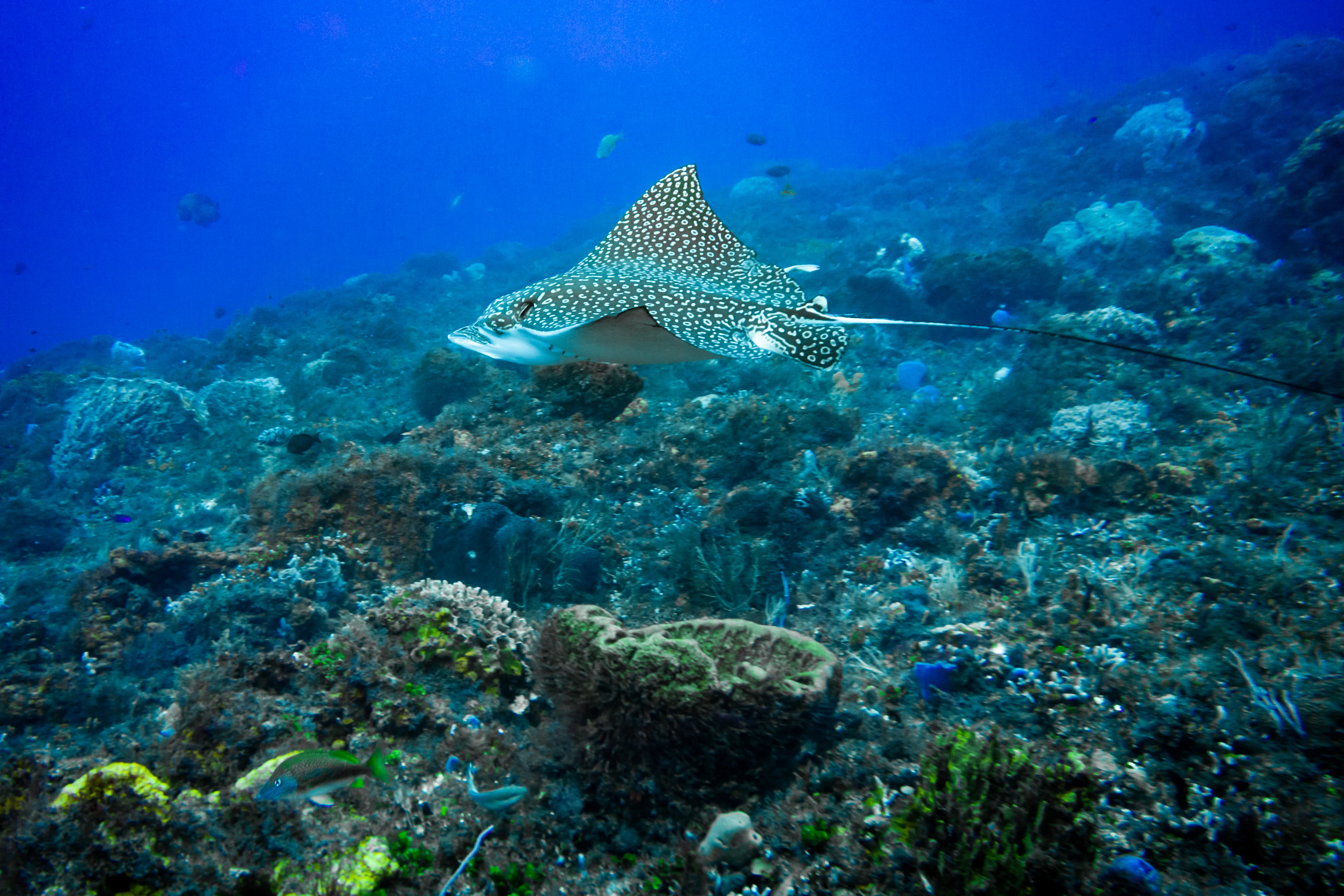 Spotted eagle ray swimming underwater above a coral reef with several small fish nearby. Cozumel, Mexico.