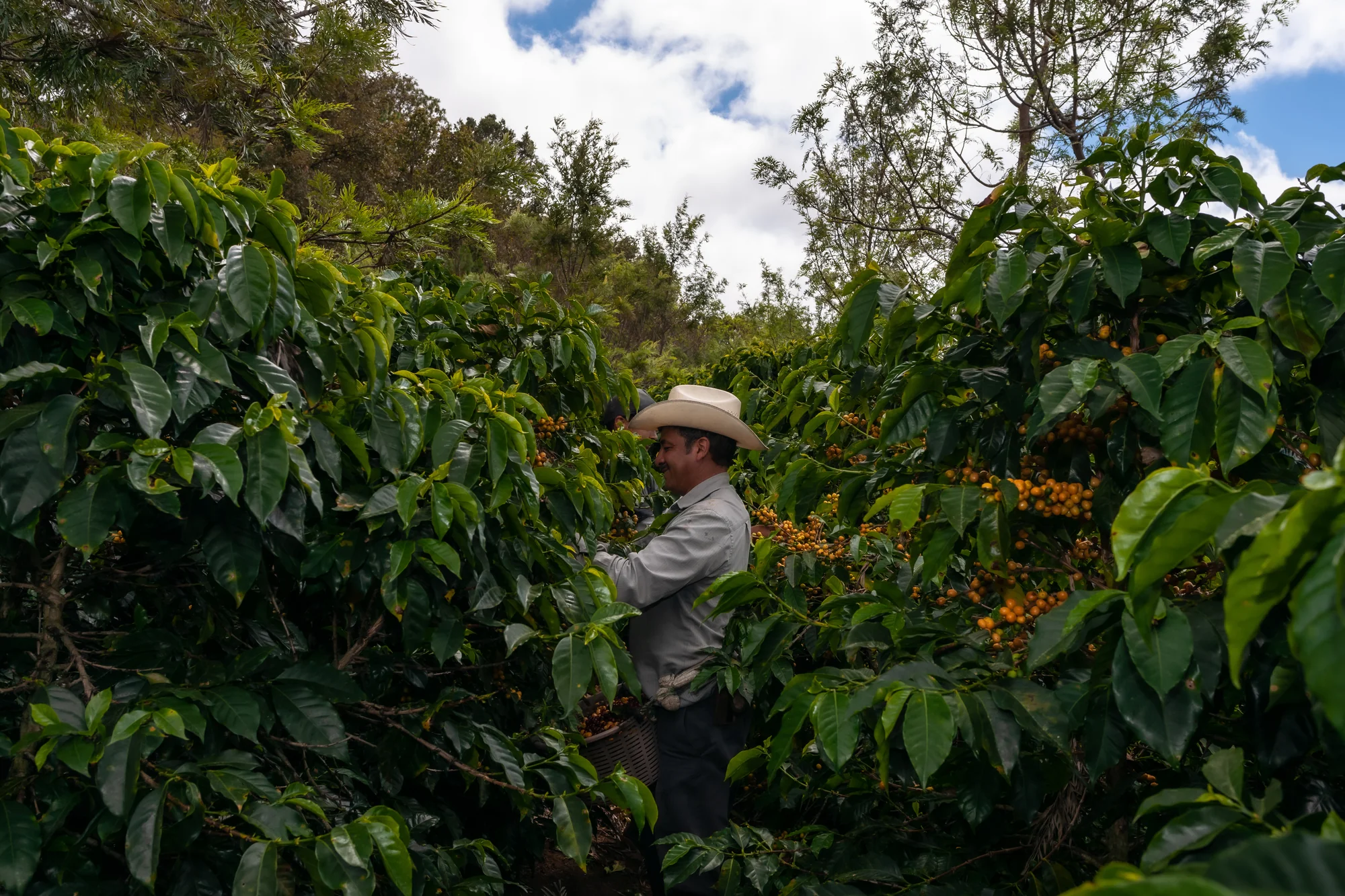 Man wearing a white hat harvesting ripe coffee cherries from lush coffee plants outdoors. Guatemala coffee farmer.