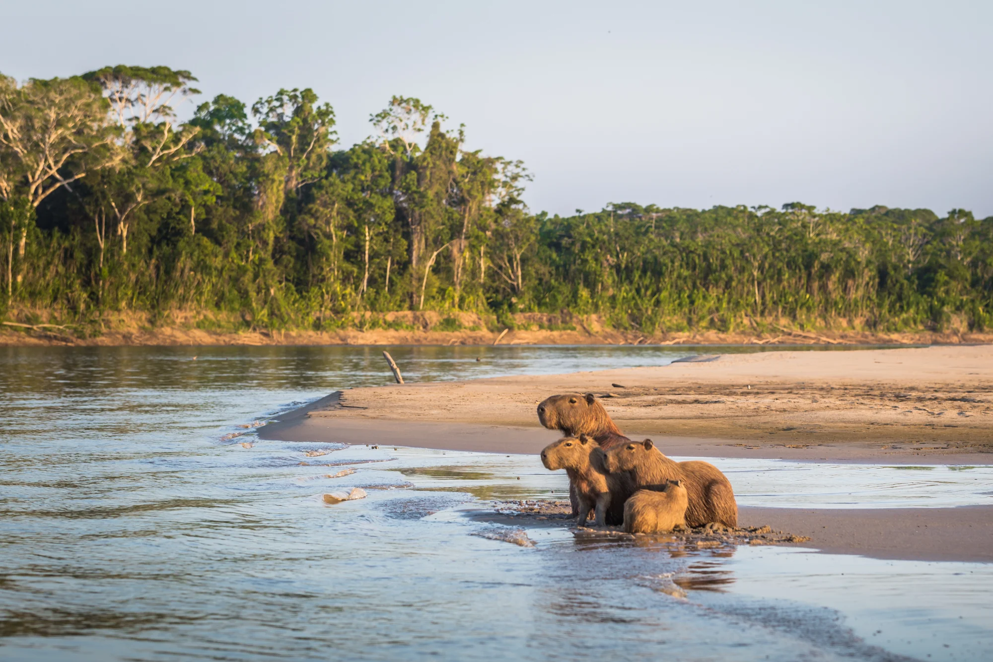 Family of four capybaras sitting at the edge of a river with a forest in the background. Manu, Amazon, Peru.