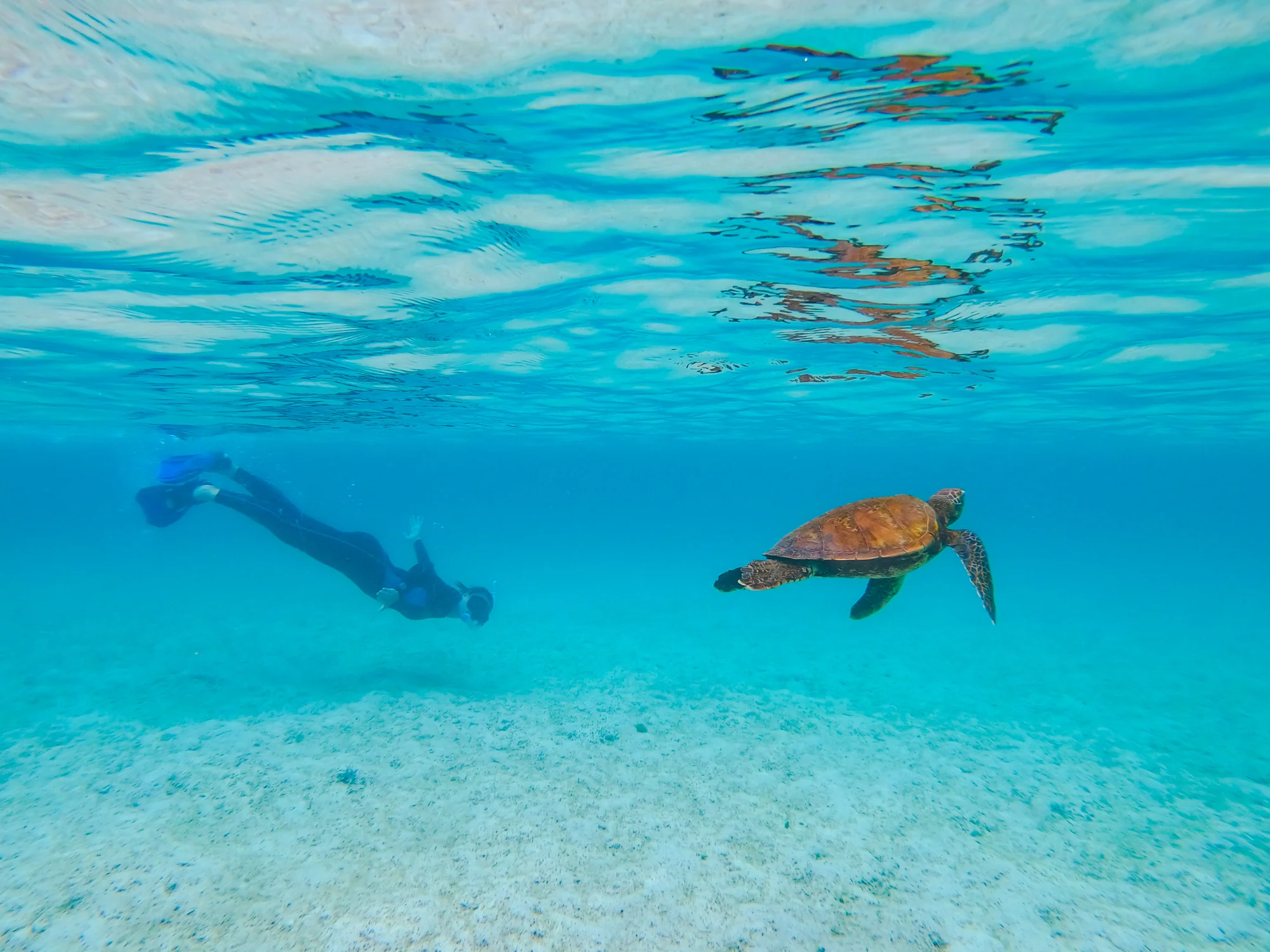 Galapagos snorkeling with sea turtle.