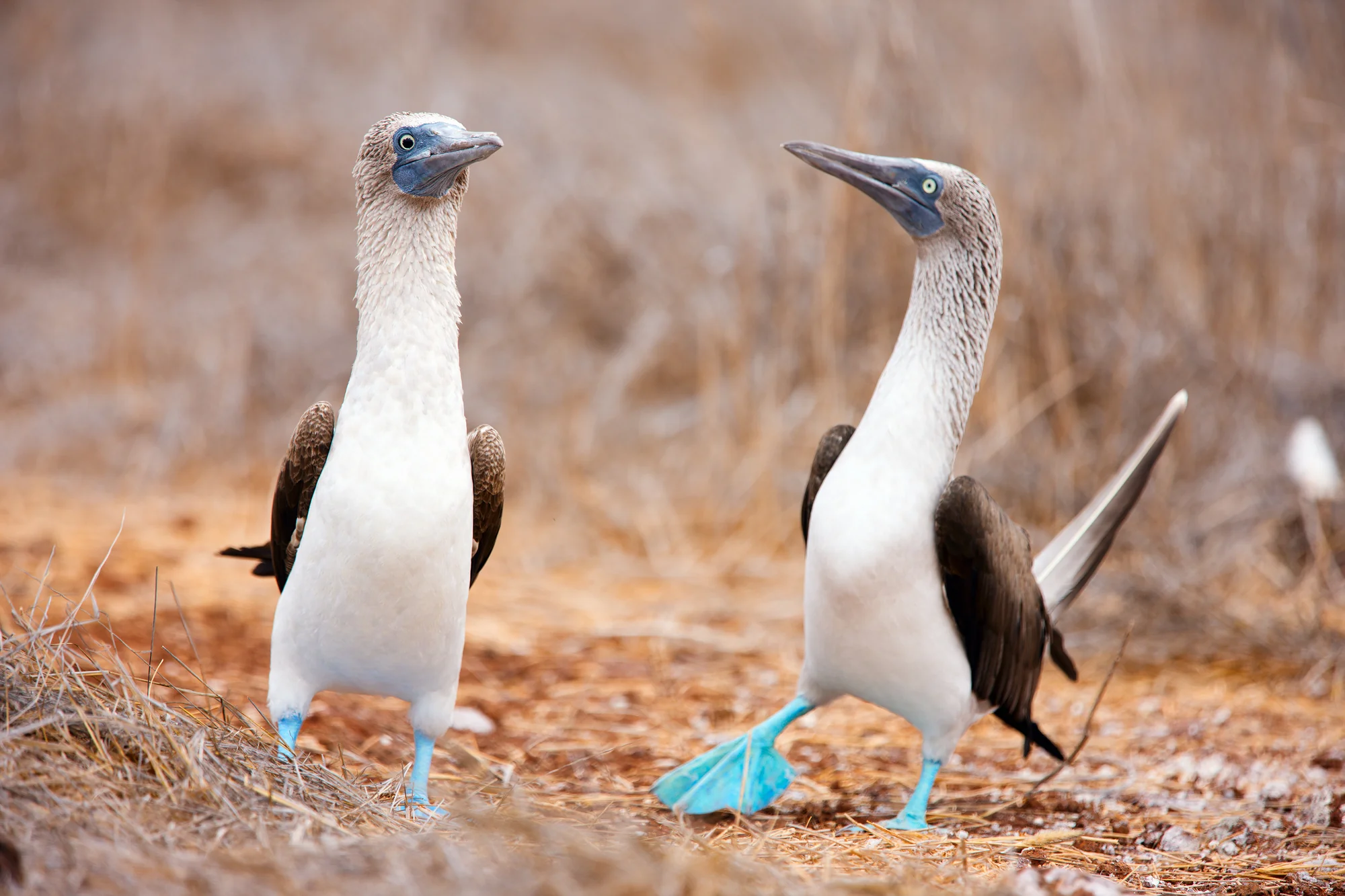 Two blue-footed boobies facing each other on dry grass and soil. Galapagos, Ecuador.