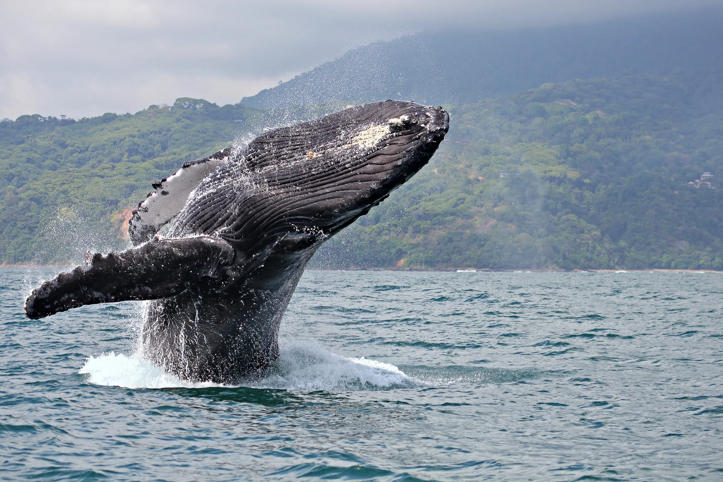 Humpback whale breaching beside a forested coastline
