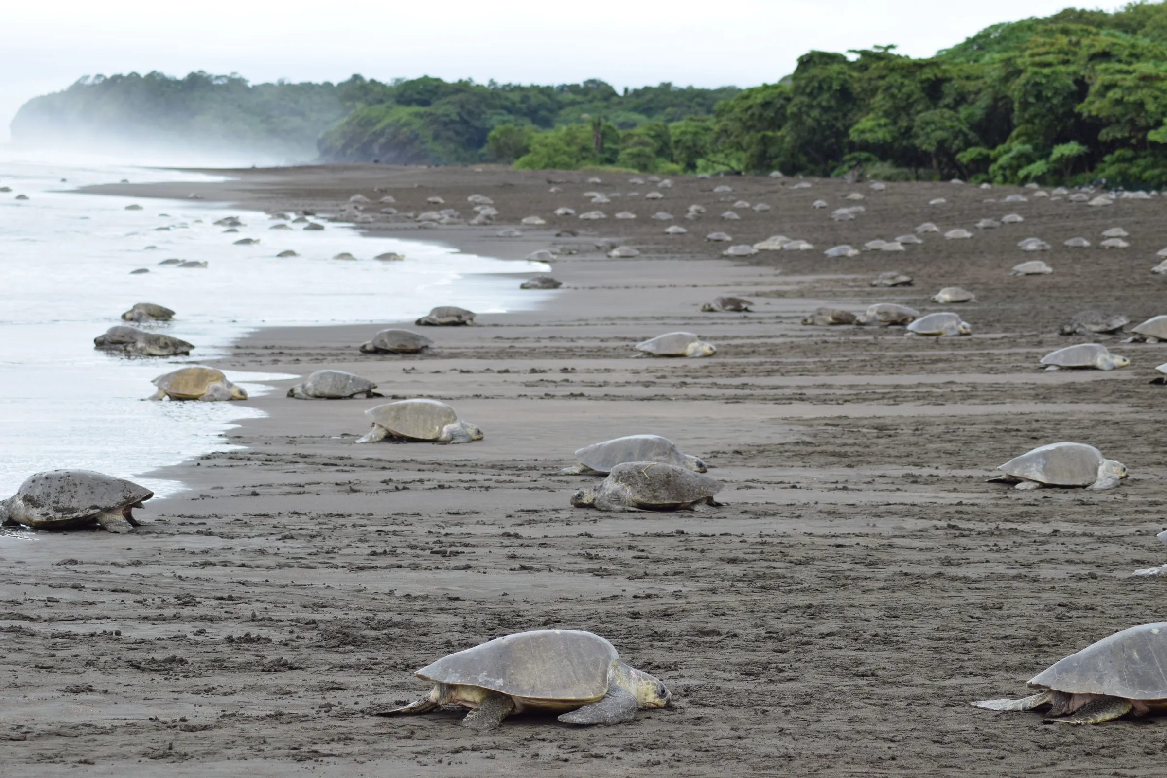 Sea turtles scattered across a nesting beach