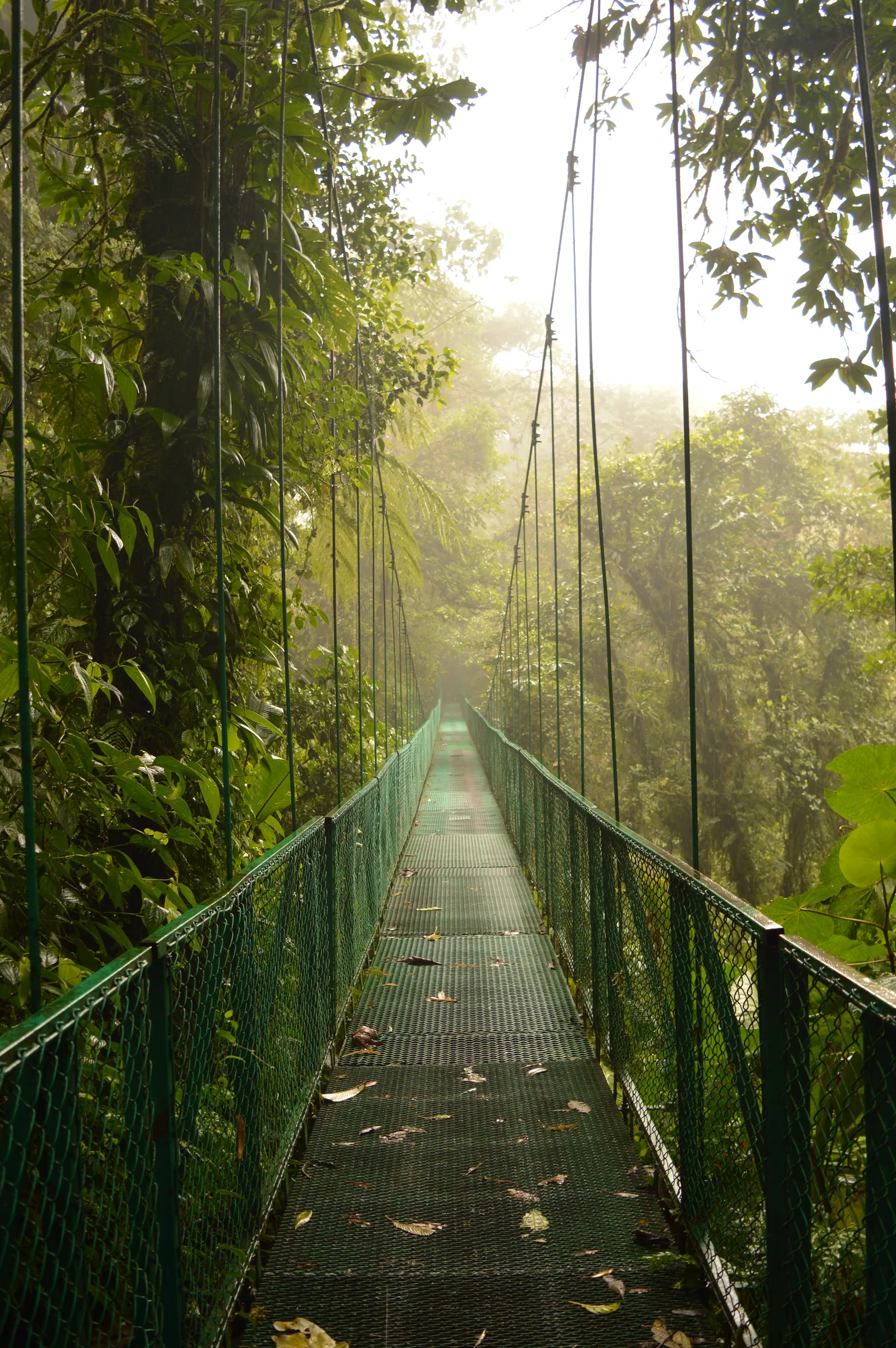 Suspension bridge disappearing into misty cloud forest