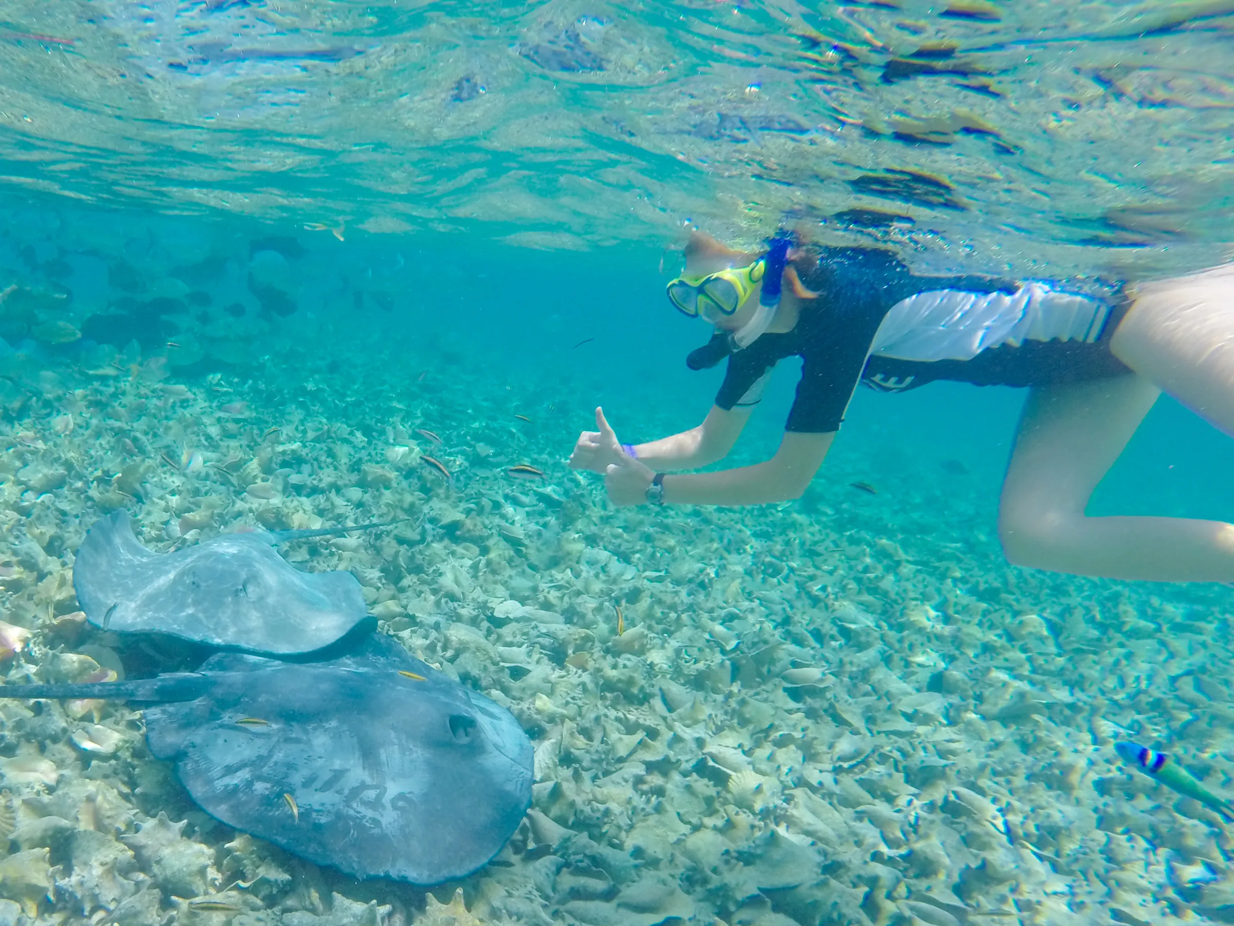 Snorkeler beside a stingray in shallow water