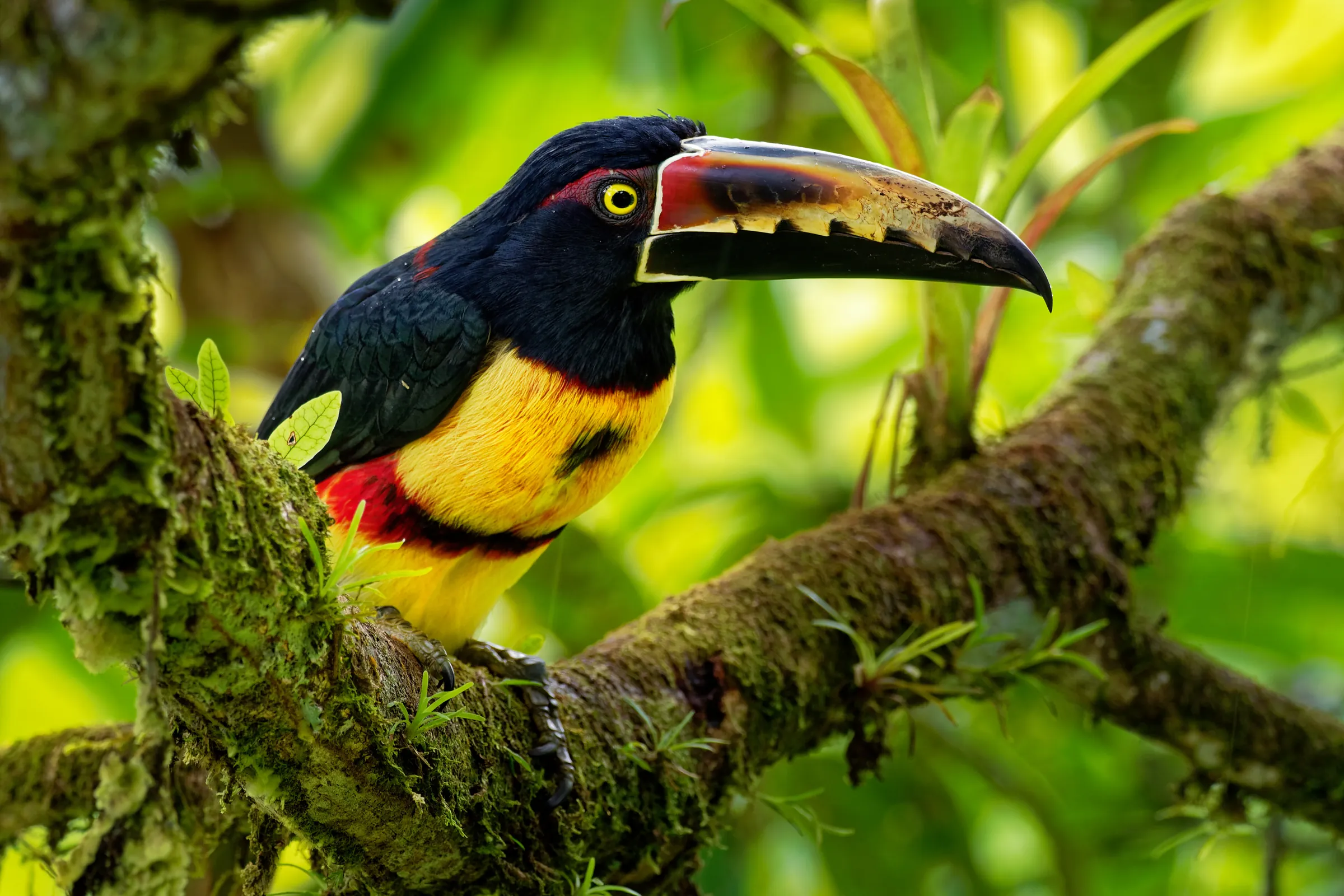 Toucan perched among tropical foliage