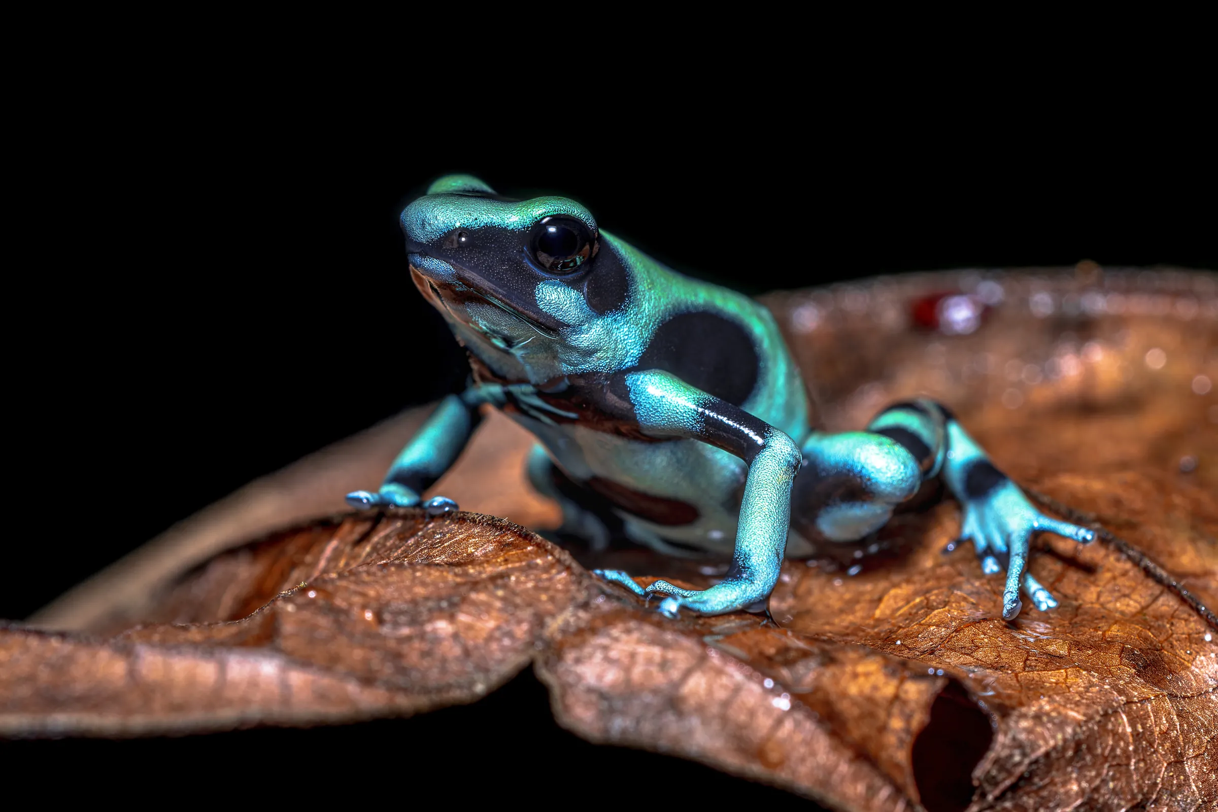 Blue and black frog on a brown leaf