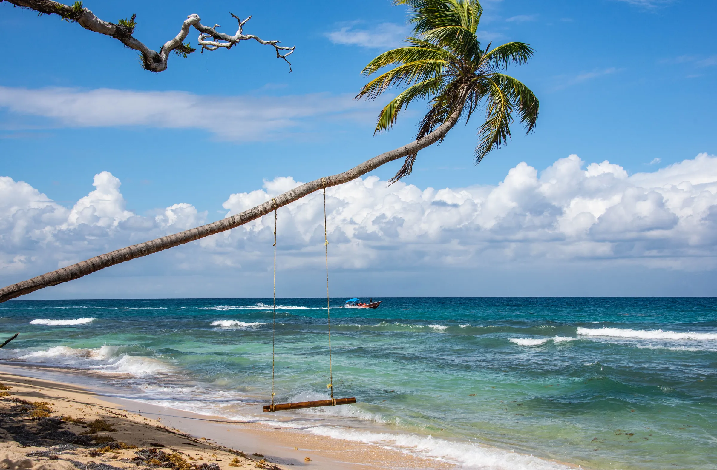 Swing hanging from a leaning palm above a turquoise beach