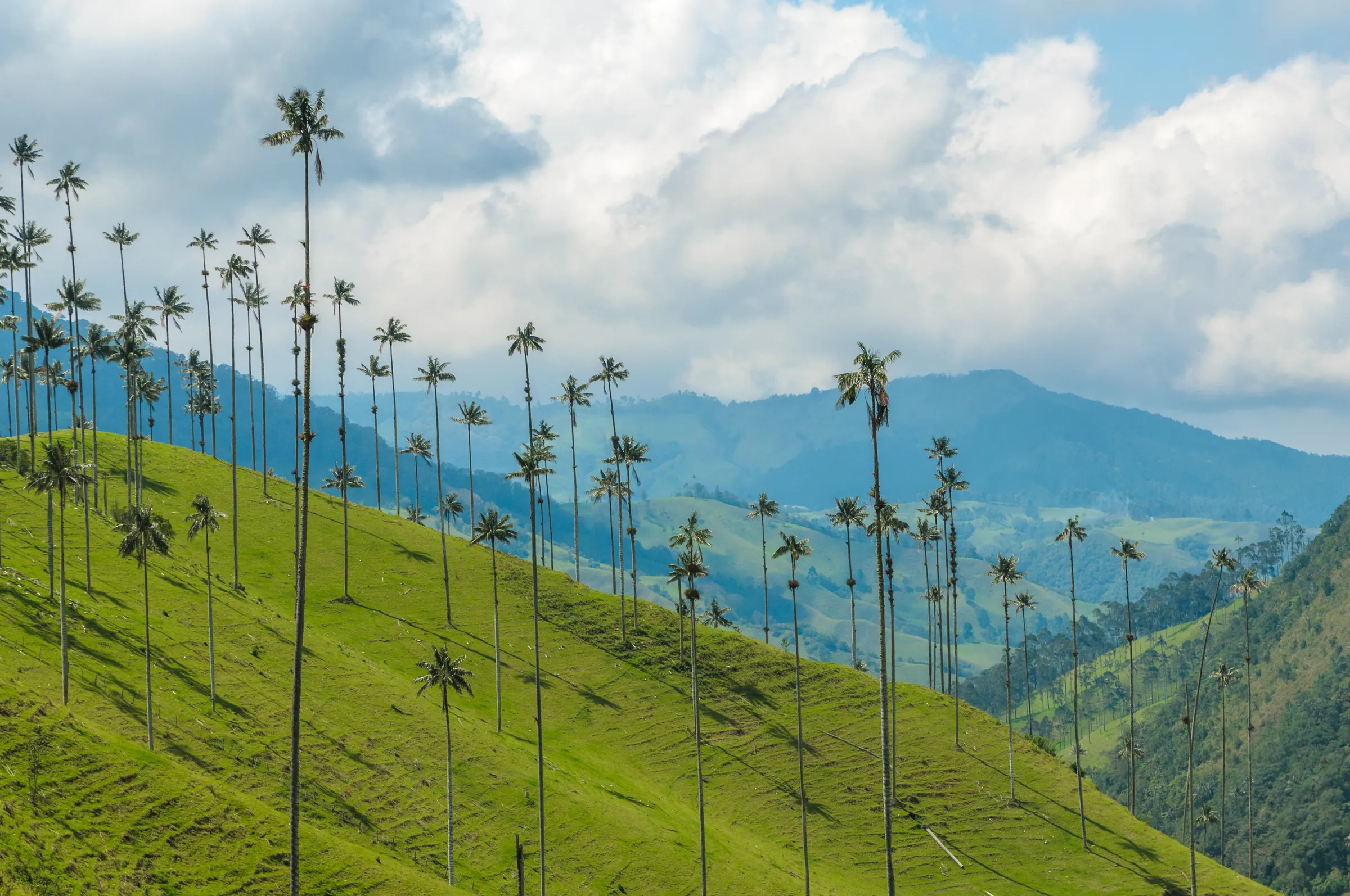 Tall wax palms rising above green slopes in the Cocora Valley