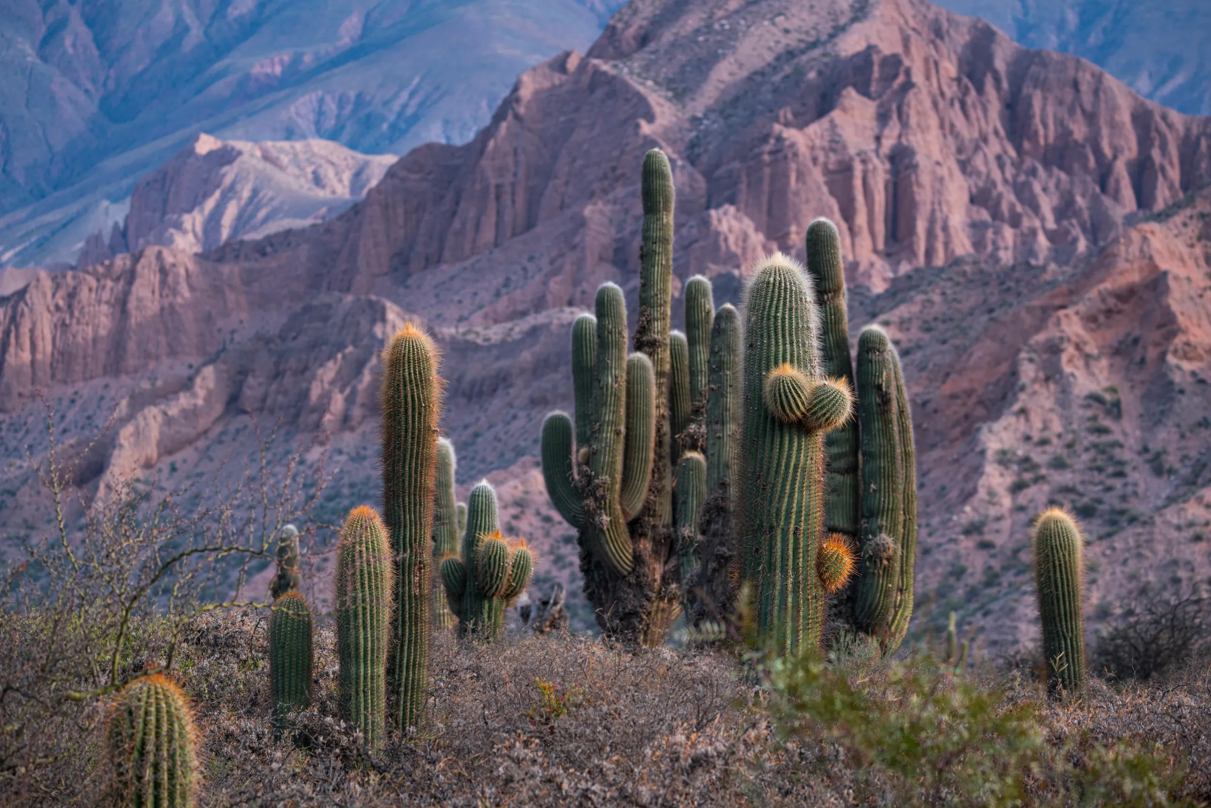 Tall cacti below rugged colorful mountains