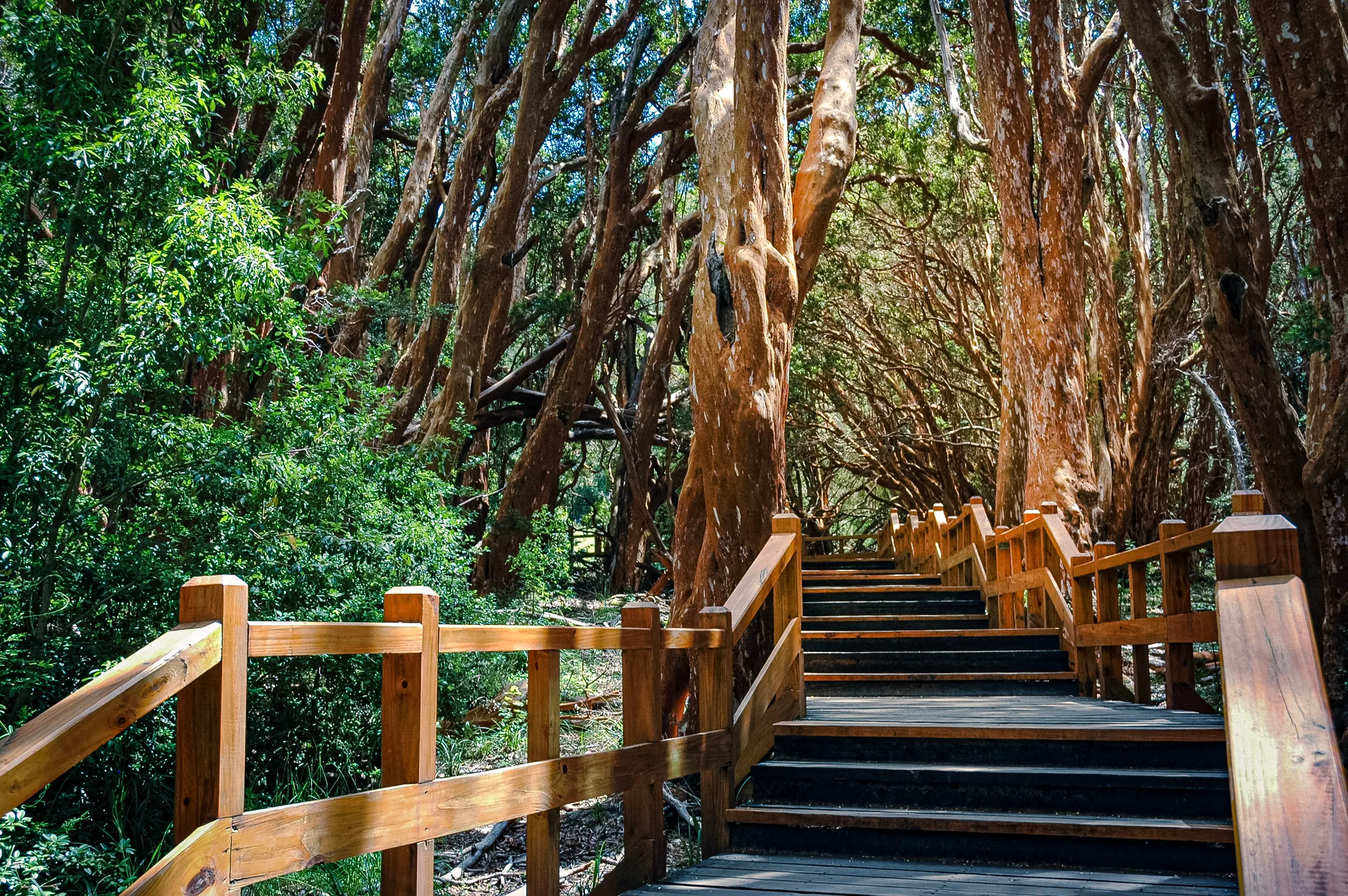 Wooden steps through dense forest and tall trees