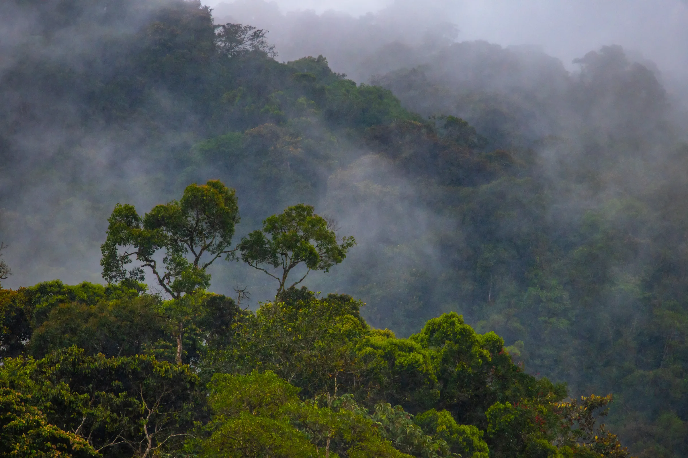 Mist drifting through cloud forest canopy
