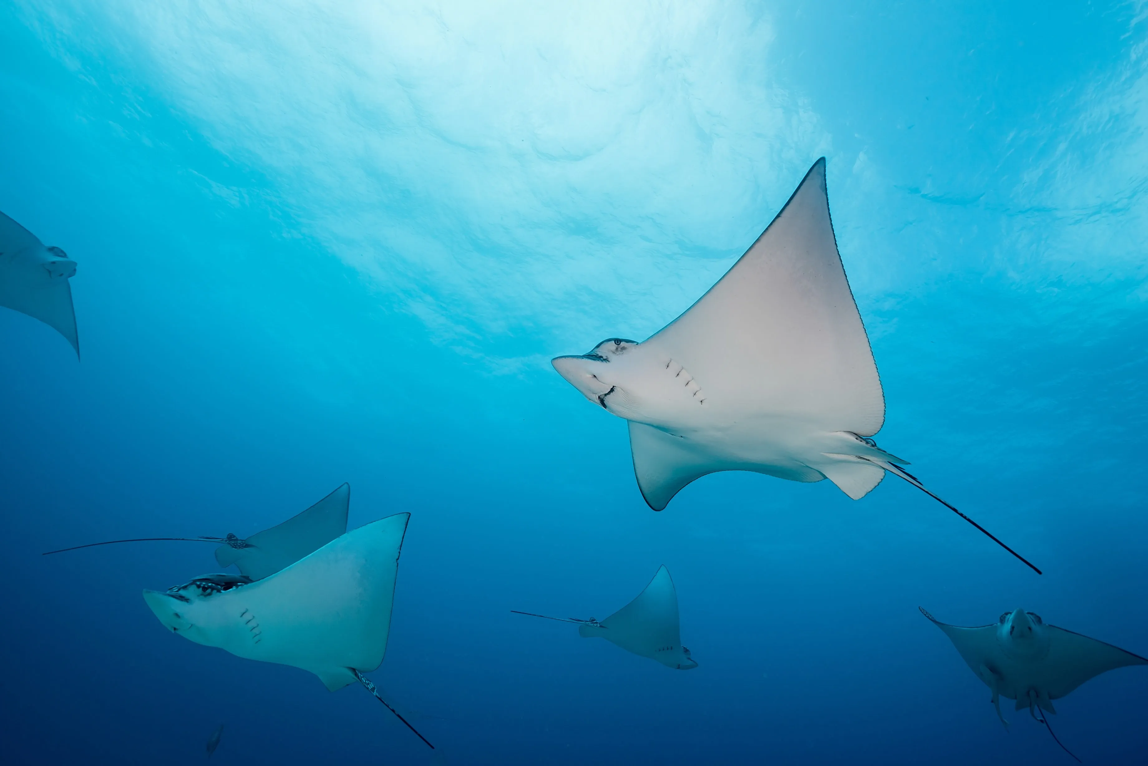 Rays swimming through blue water in the Galápagos
