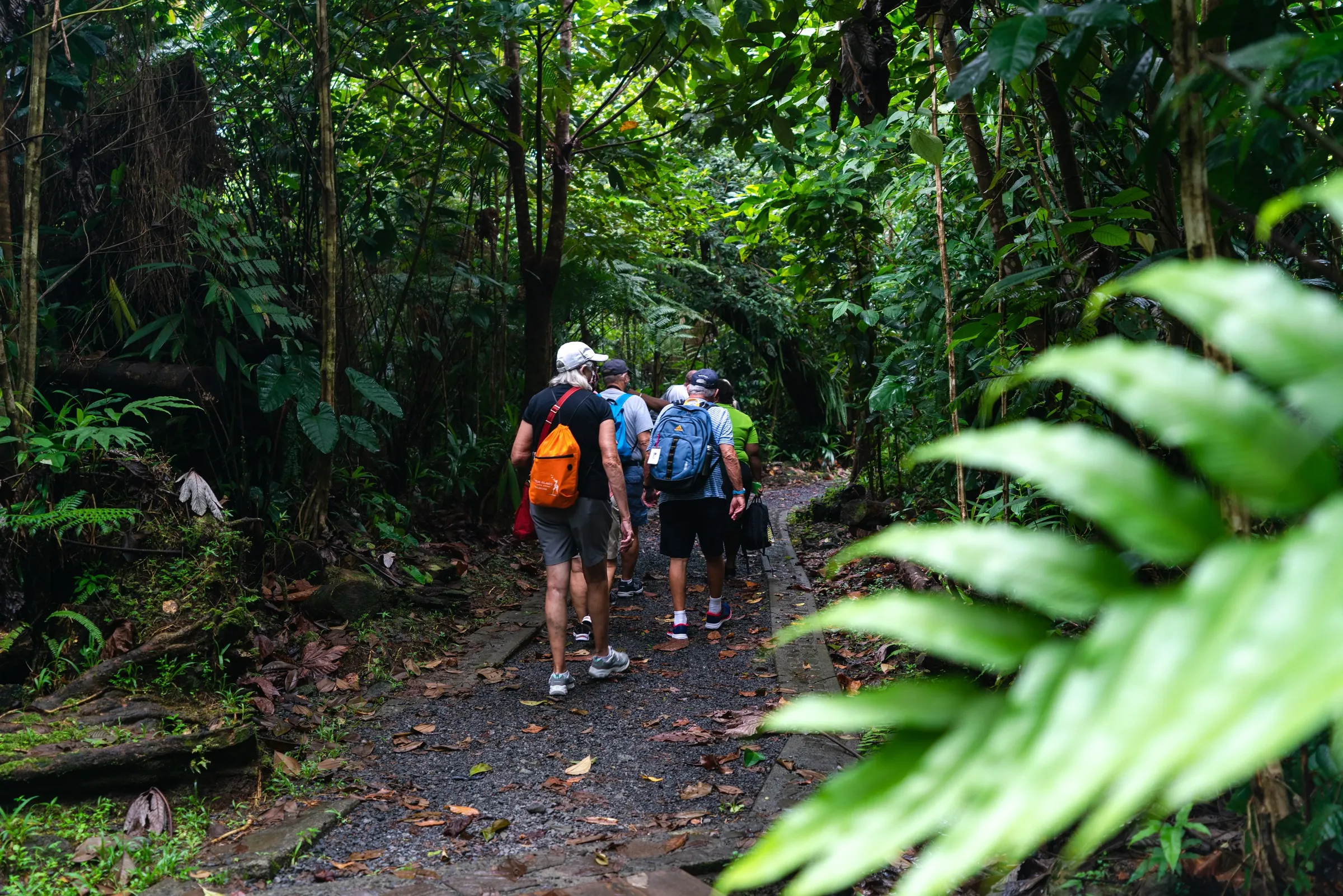 Hikers following a rainforest trail