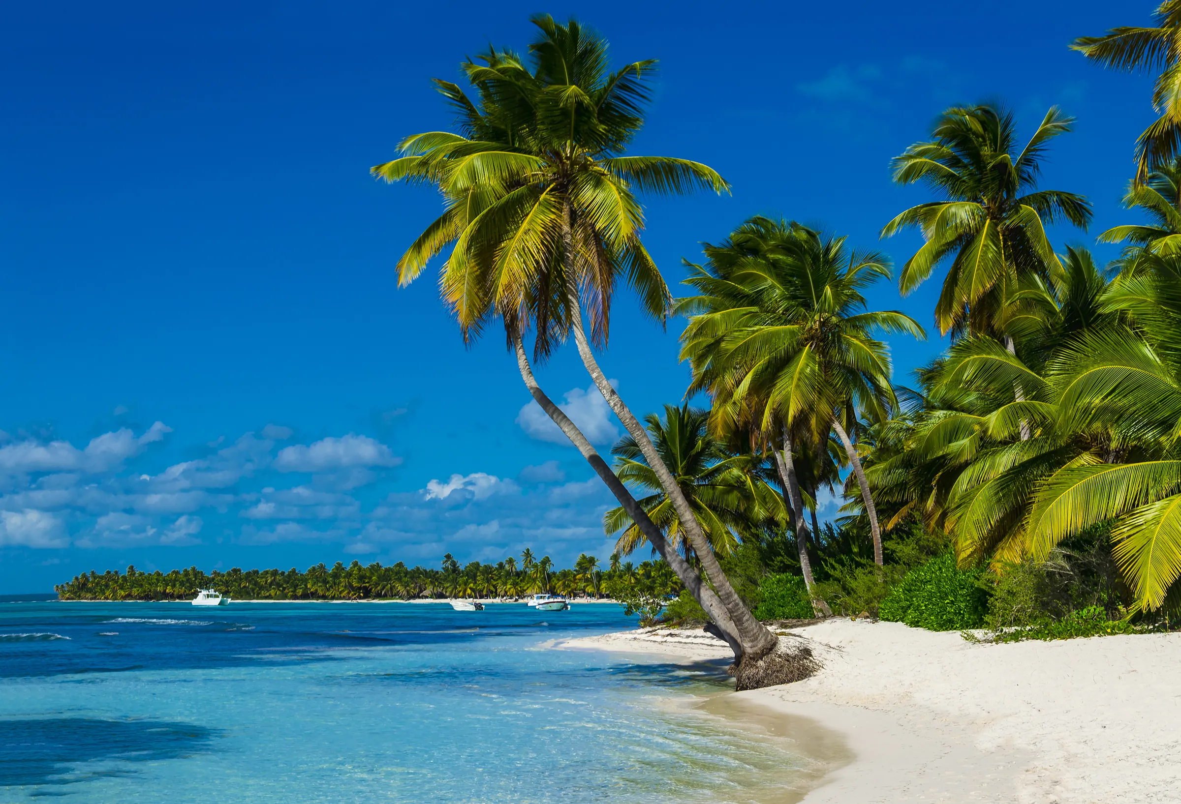 Leaning palms above a white sand beach