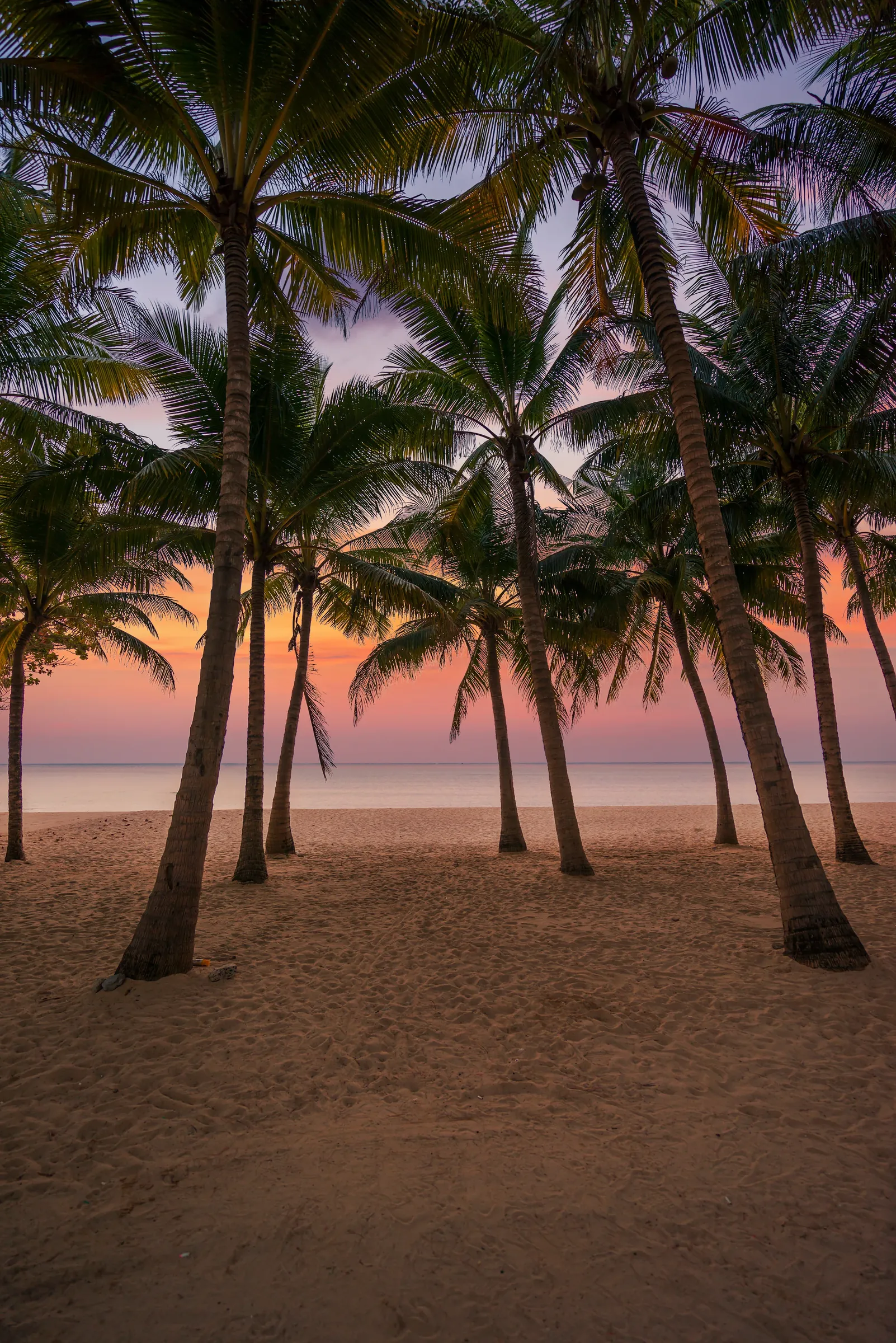 Palm silhouettes beside a beach at sunset