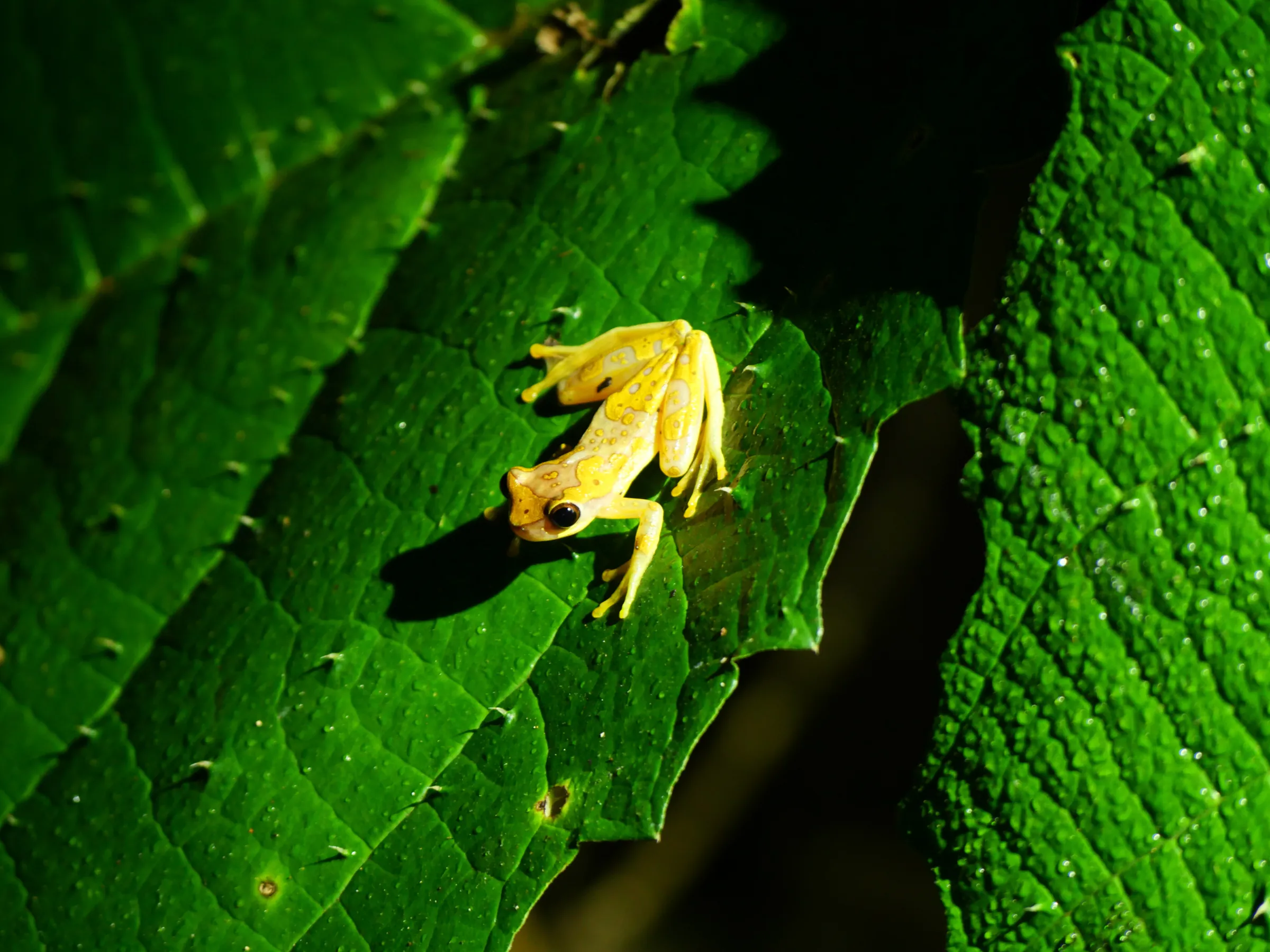 Small yellow frog perched on a green leaf