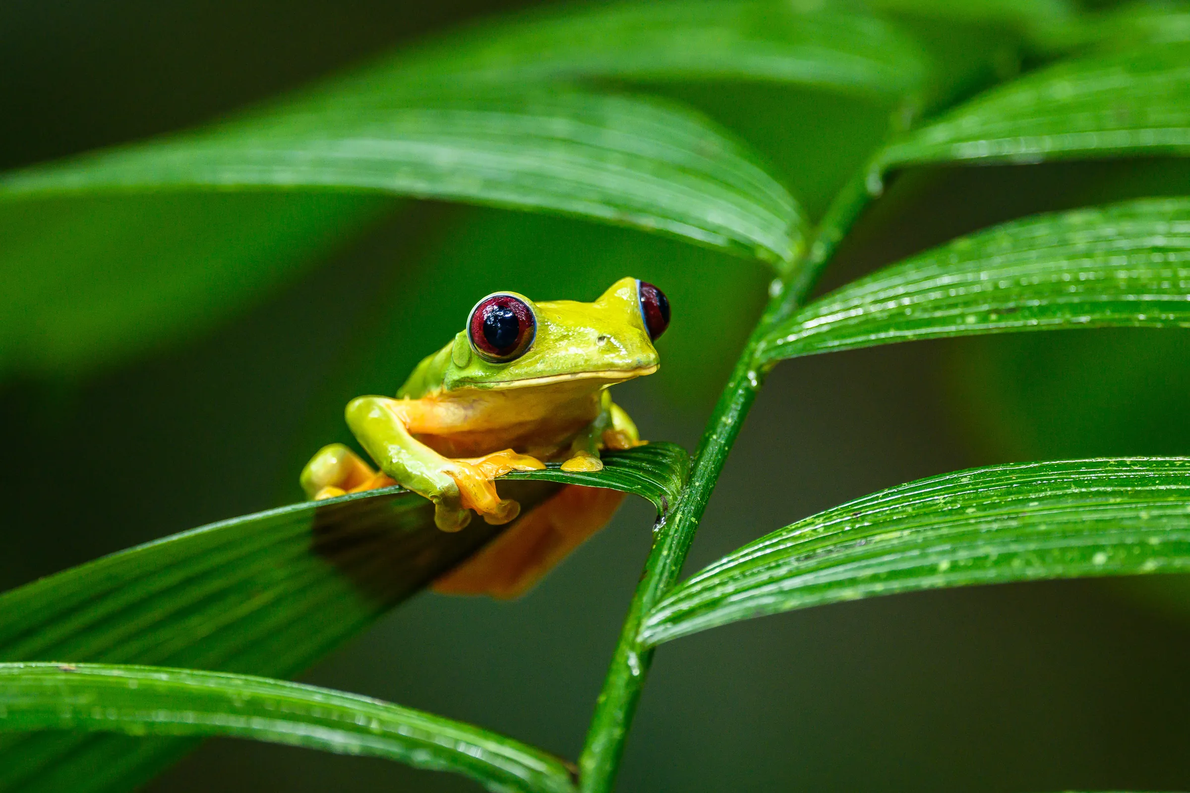 Green frog resting on a broad leaf