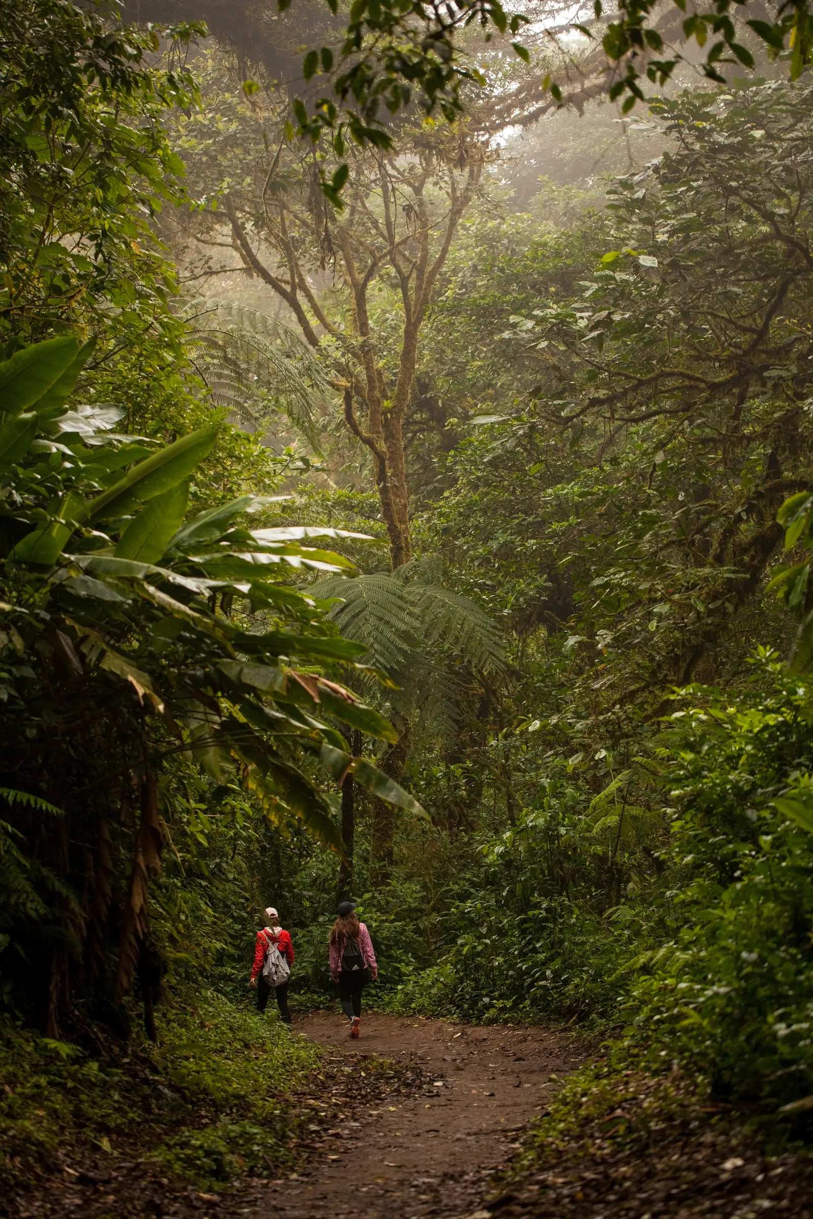 Hiker walking through a misty rainforest