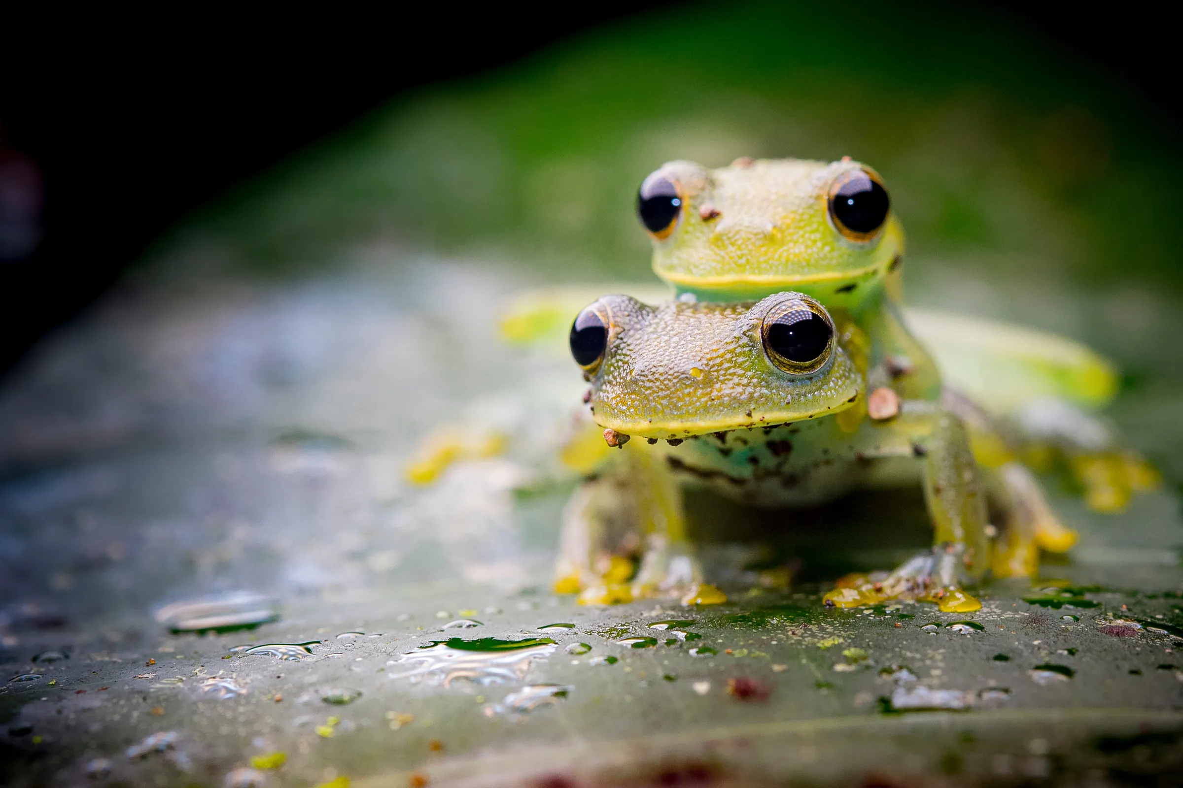 Two small green frogs resting on a wet leaf