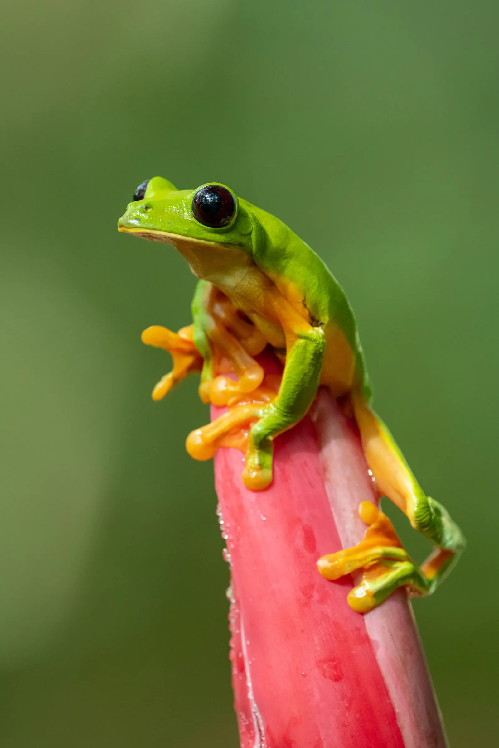Tree frog gripping a pink flower stem