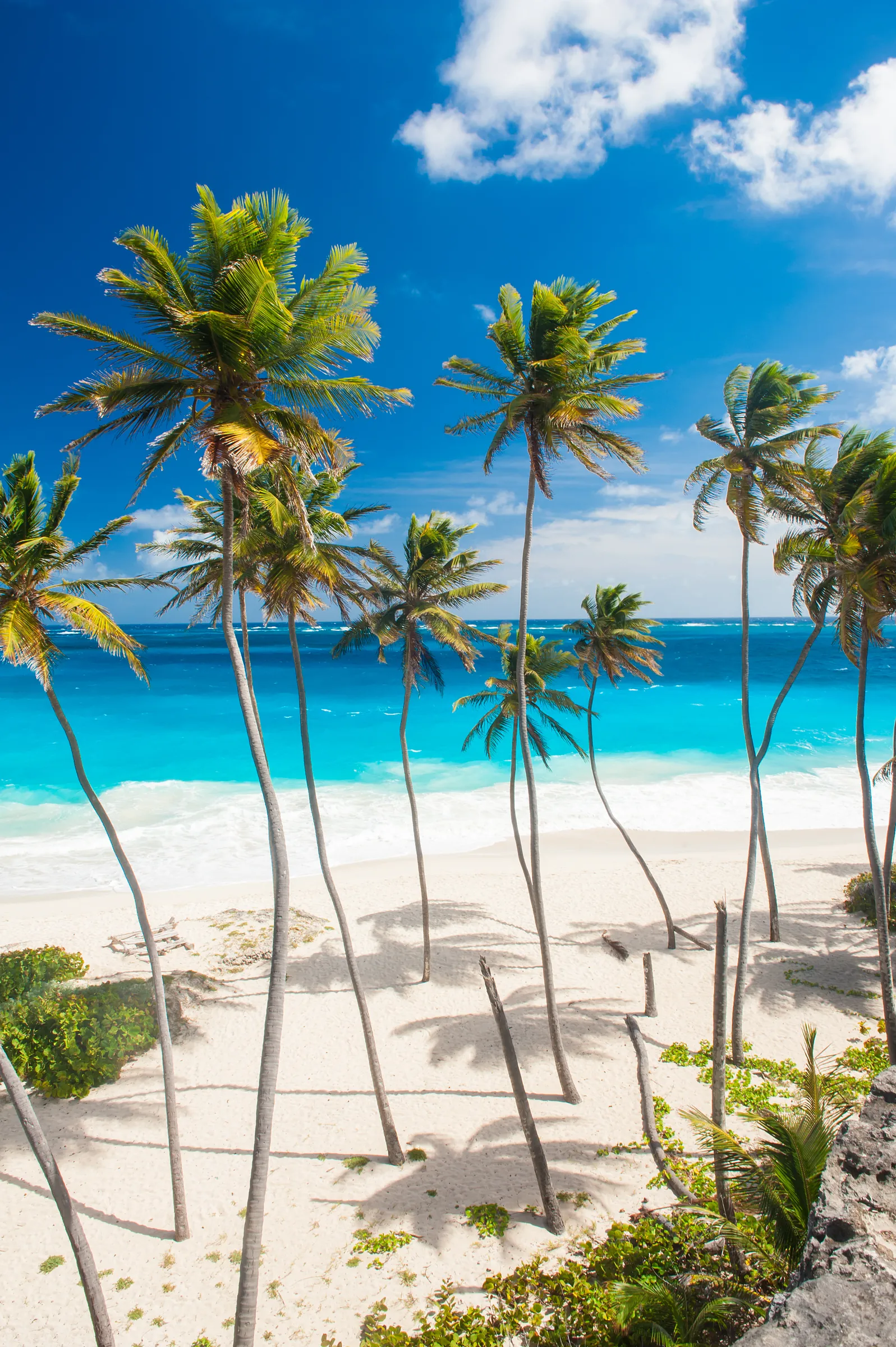 Tall palms above a white sand beach