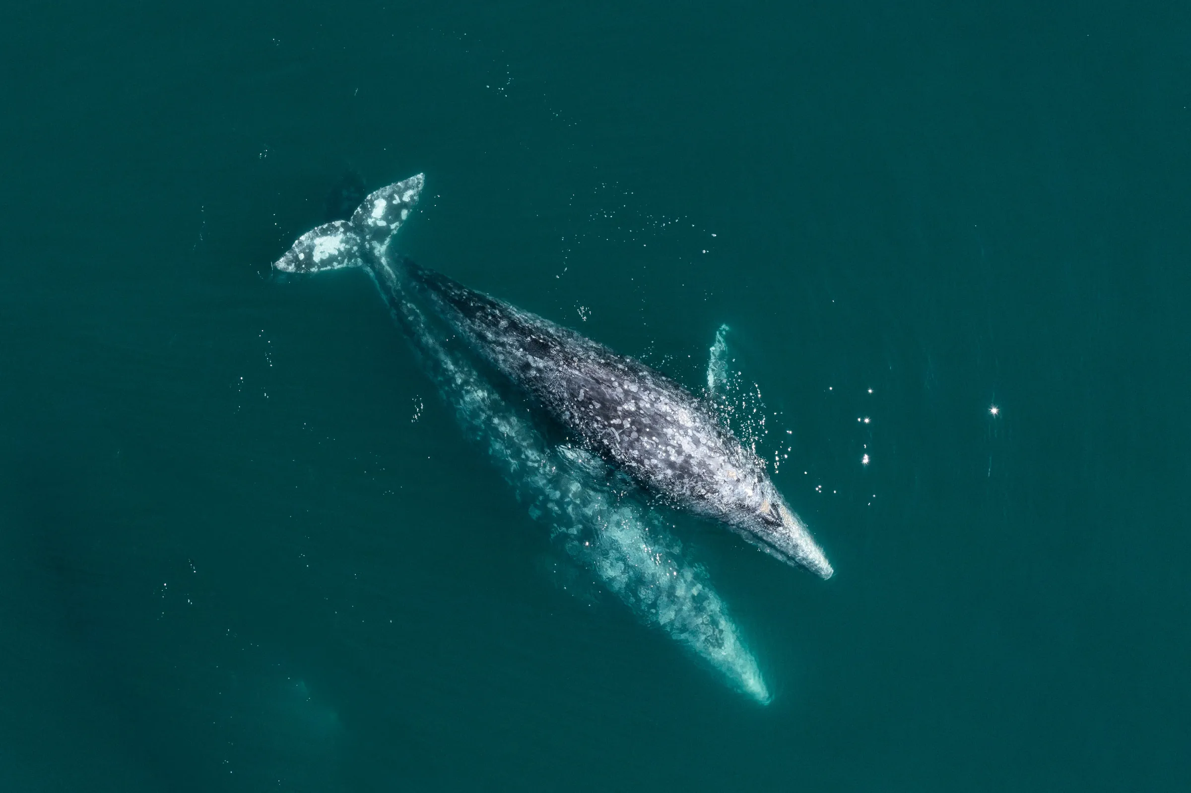 Aerial view of a gray whale swimming beneath the surface
