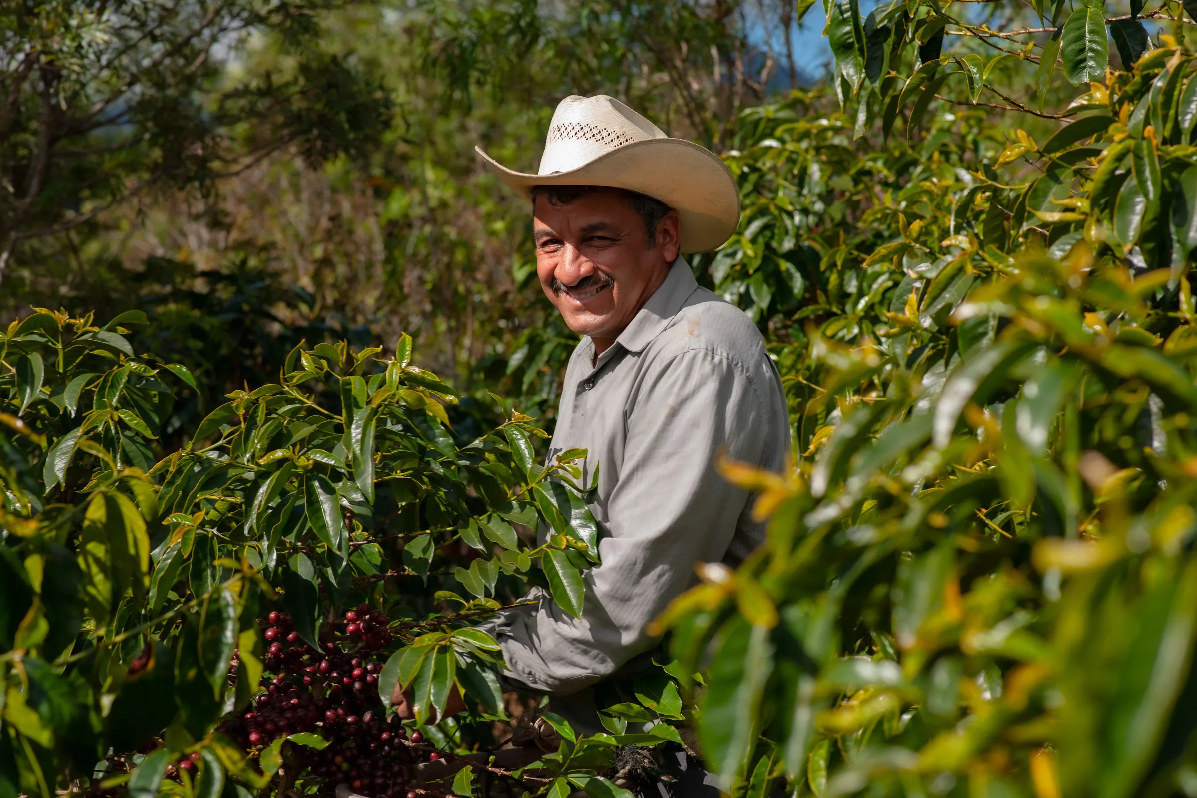Farmer standing among coffee plants