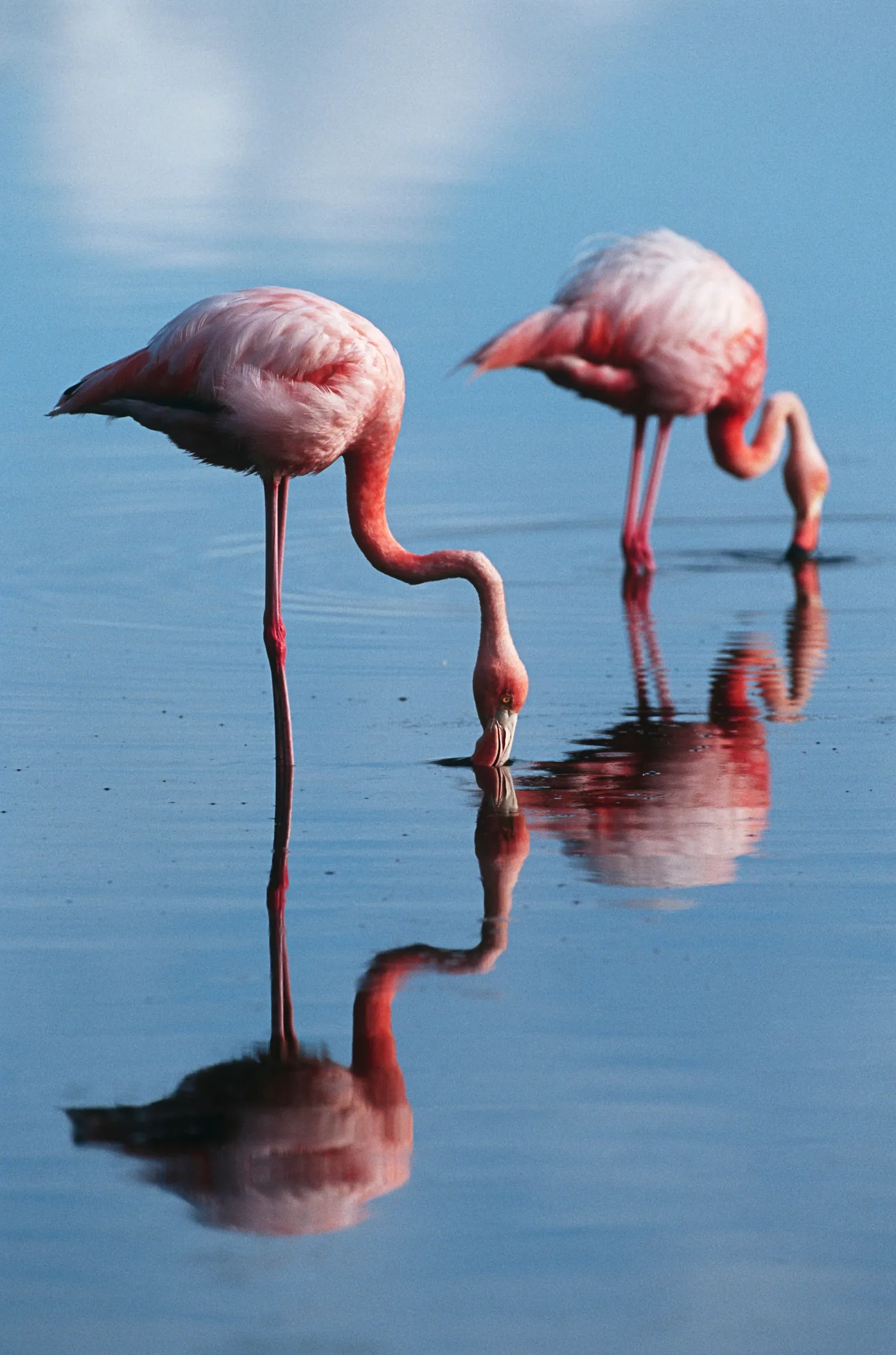 ecuador andes cloud forest islands floreana flamingos reflection