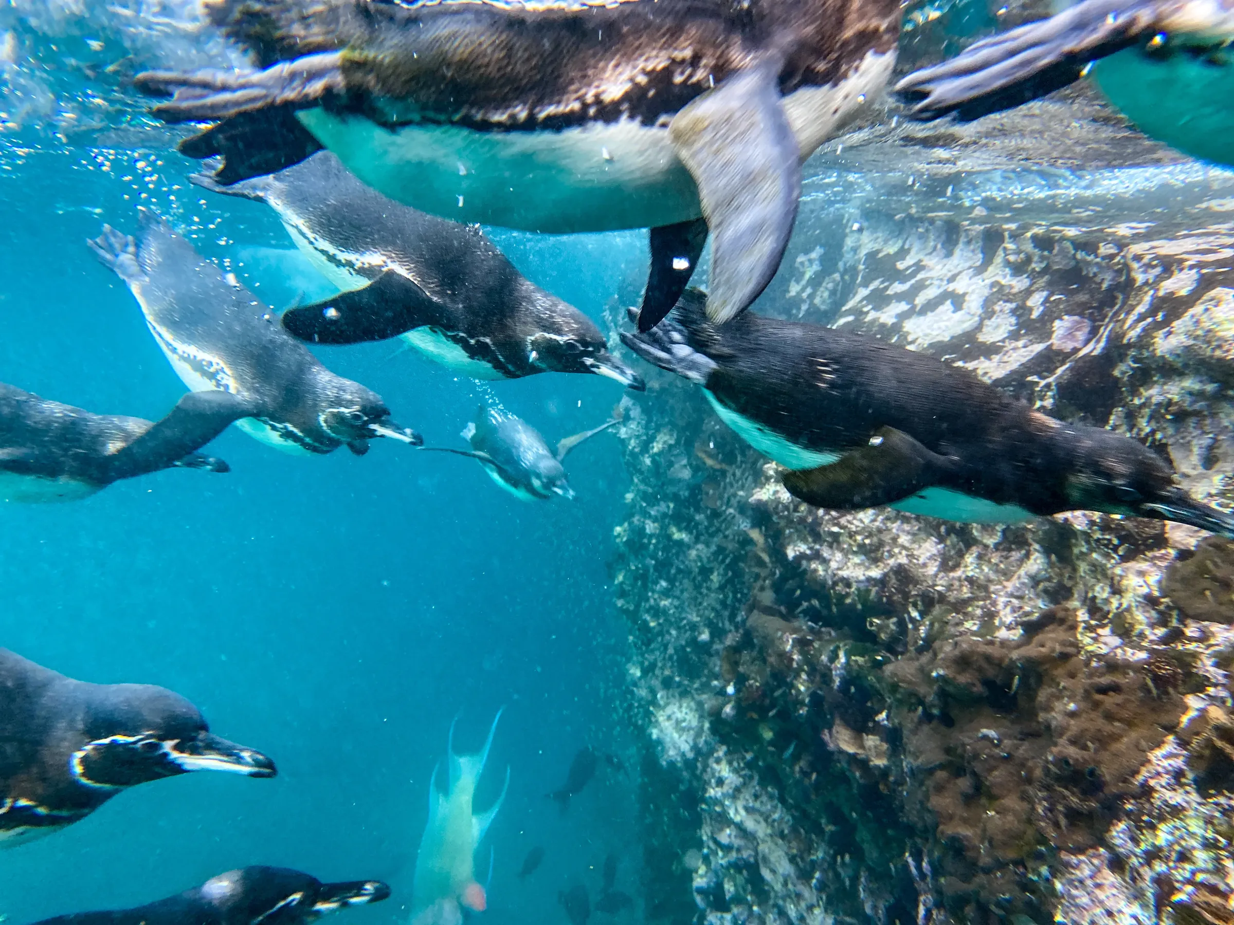 Penguins swimming underwater beside rocky reef
