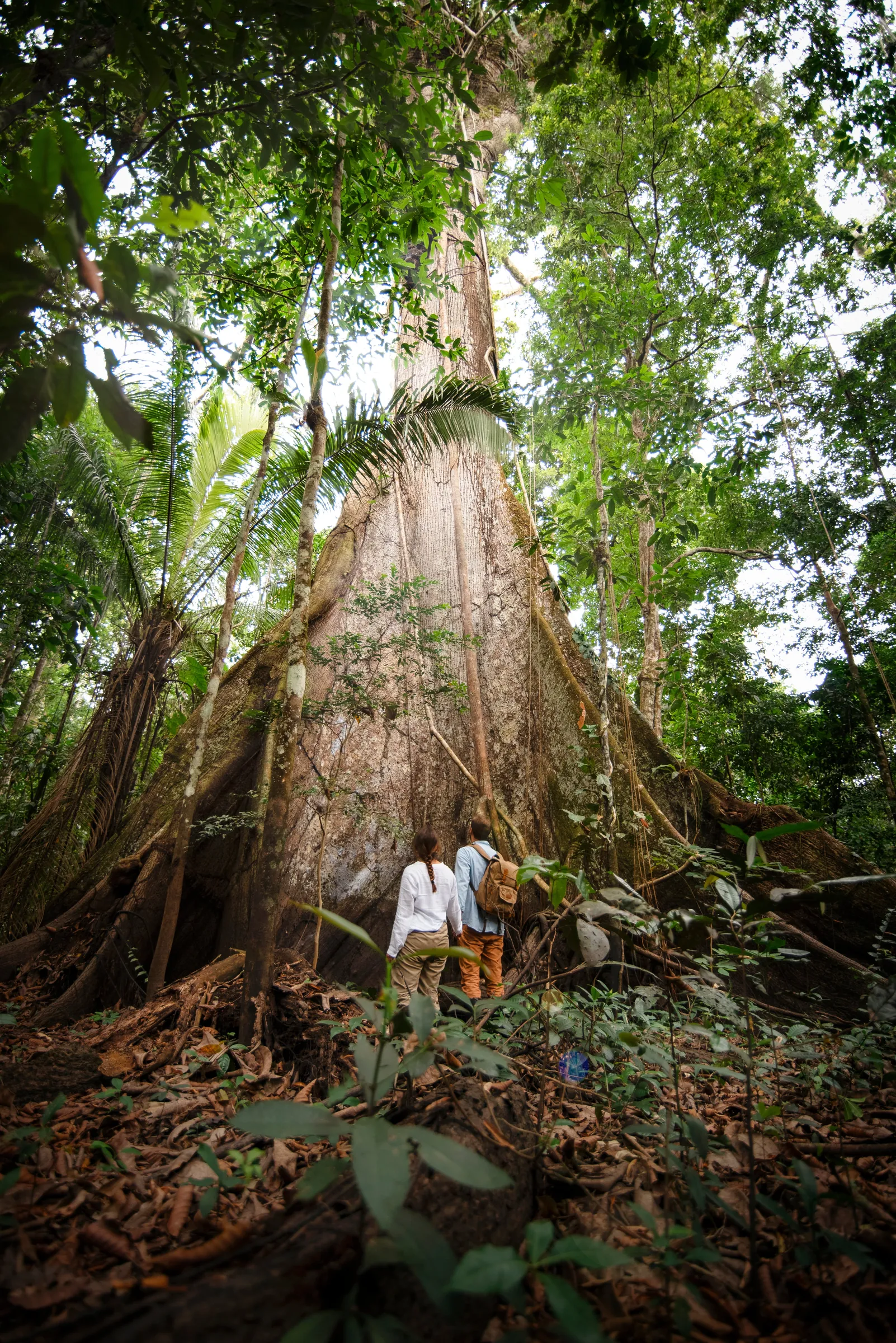 ecuador cloud forest to amazon giant ceiba tree hikers