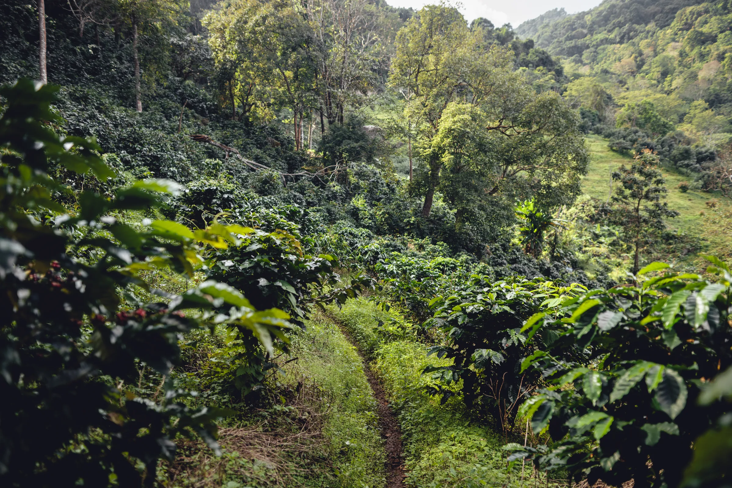 Narrow path between rows of coffee plants