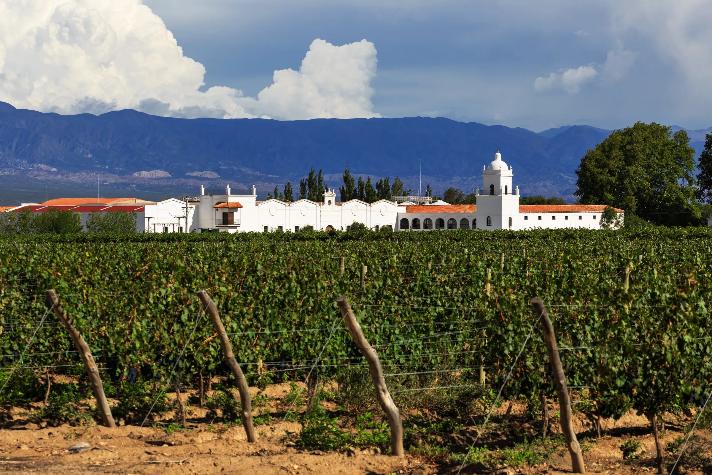 Vineyard rows leading toward a white estate