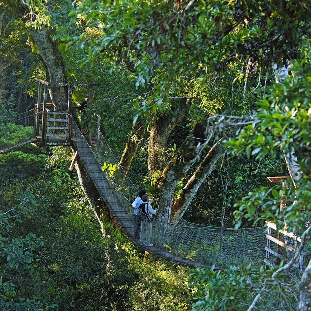 Suspension walkway through lush forest