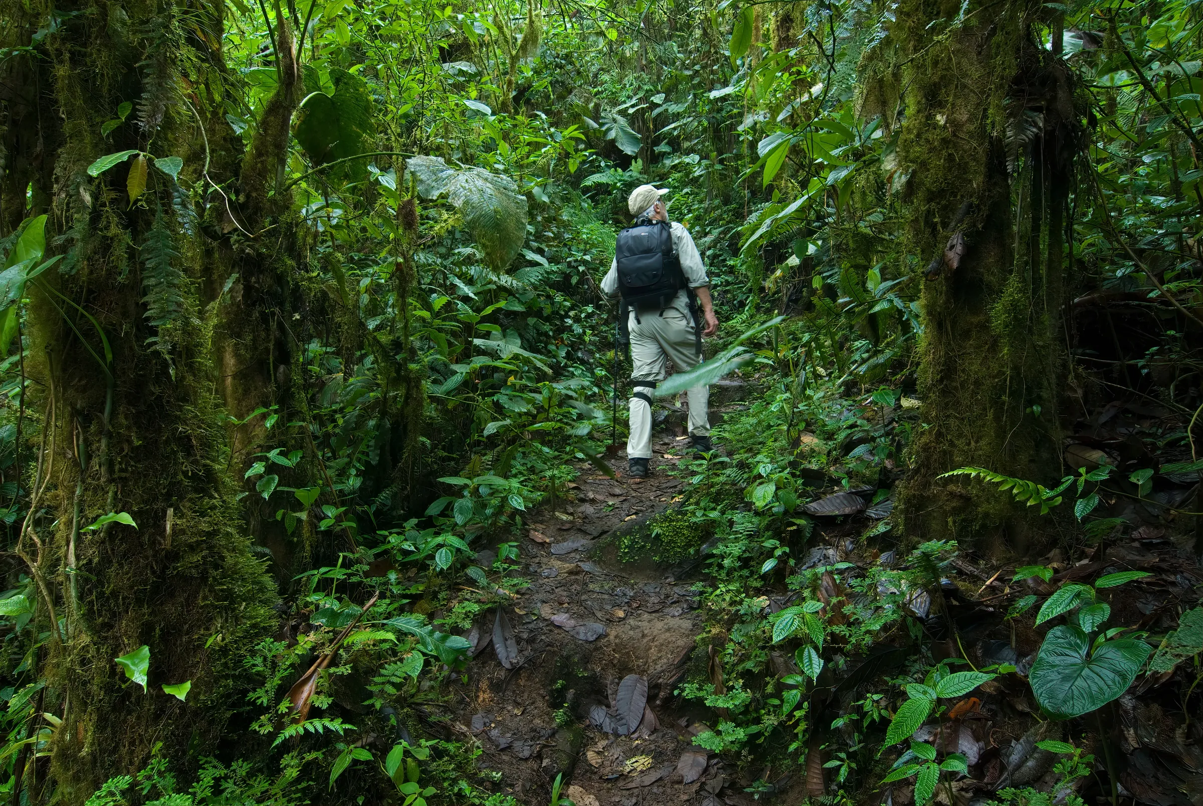 Hiker following a narrow cloud forest trail