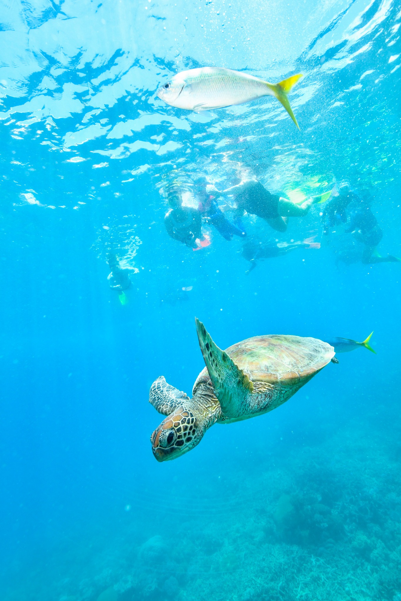 Green sea turtle swimming beneath snorkelers in clear turquoise water