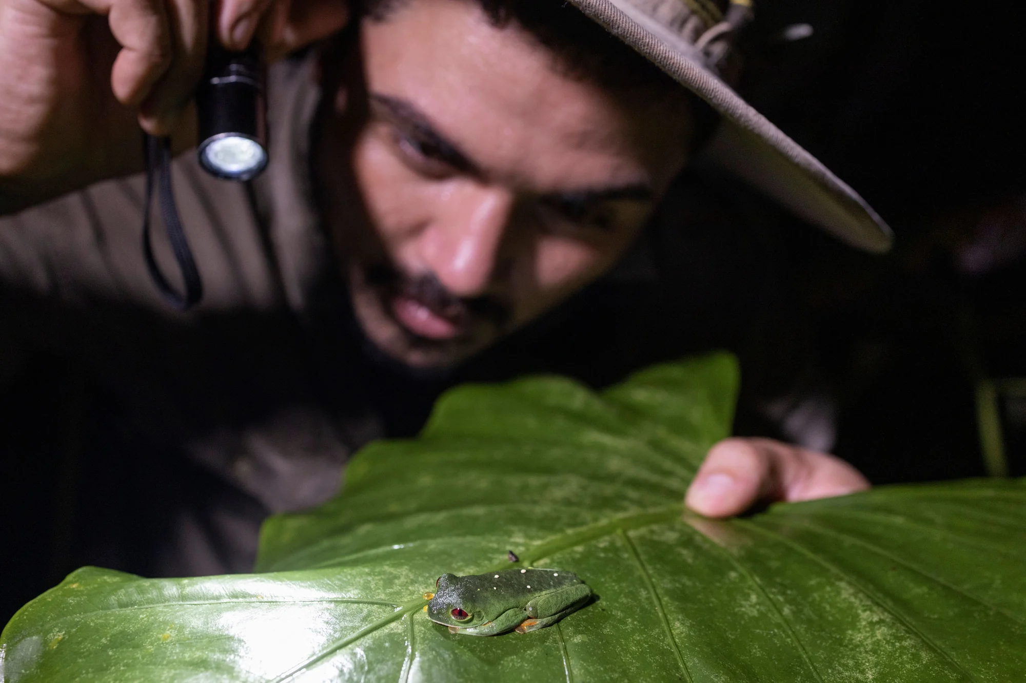 Naturalist observing a tree frog by flashlight during a night walk at Arenas del Mar, Costa Rica