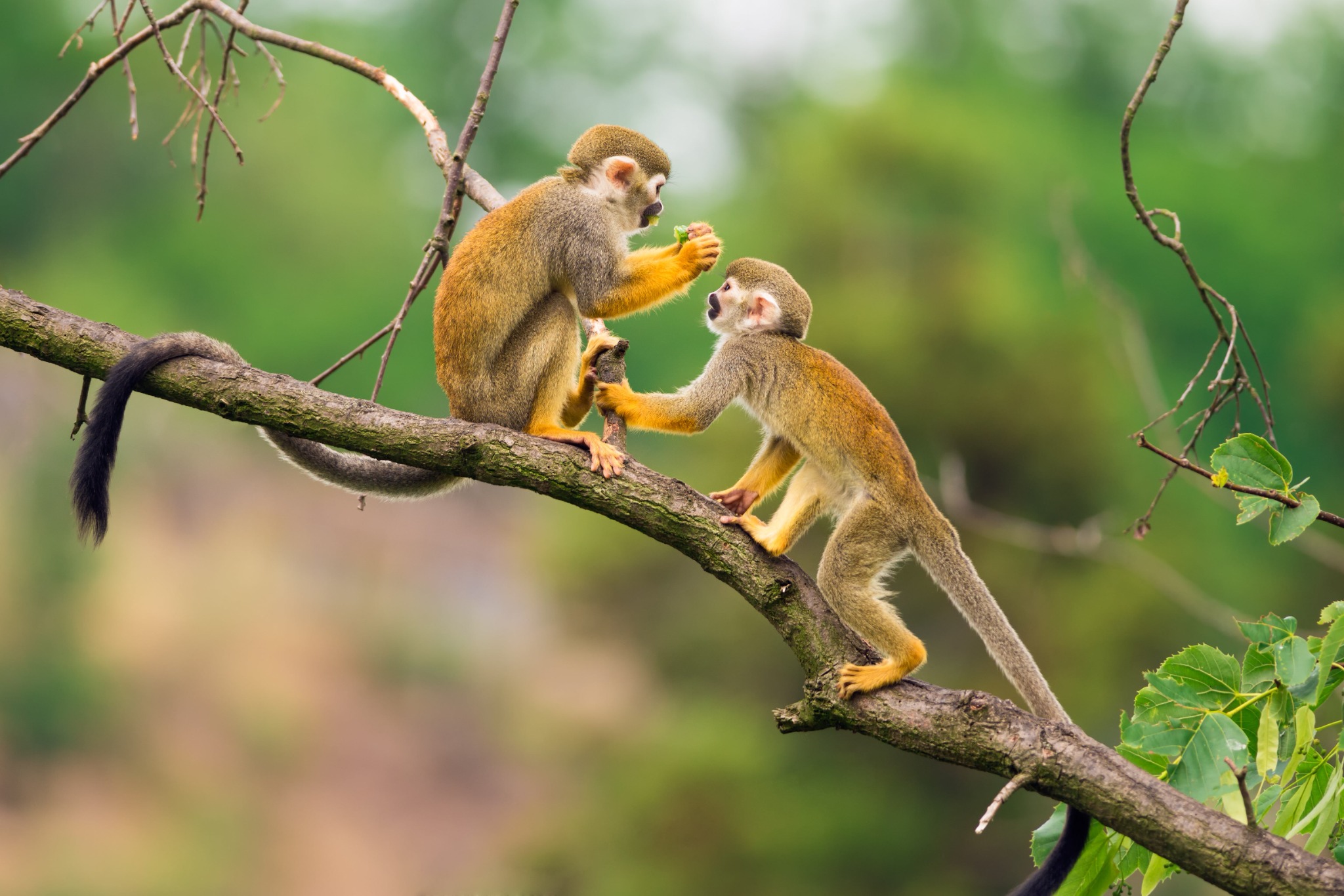 Two squirrel monkeys on a branch in the Ecuadorian Amazon