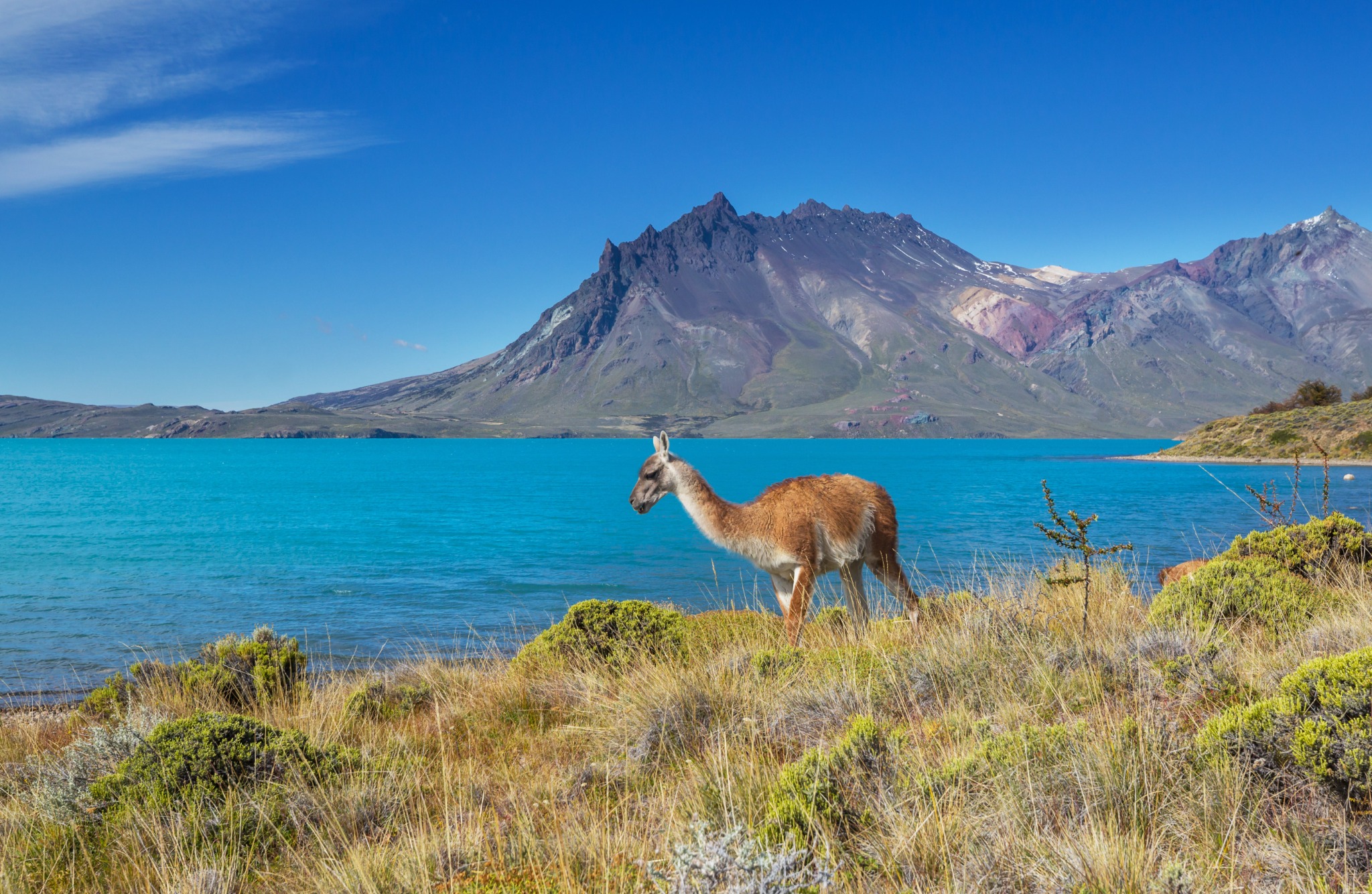 Guanaco beside a turquoise lake with mountains in Argentina