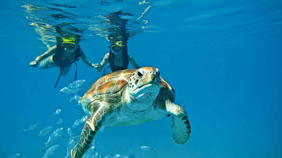 Two snorkelers holding hands as a sea turtle swims past in Belize